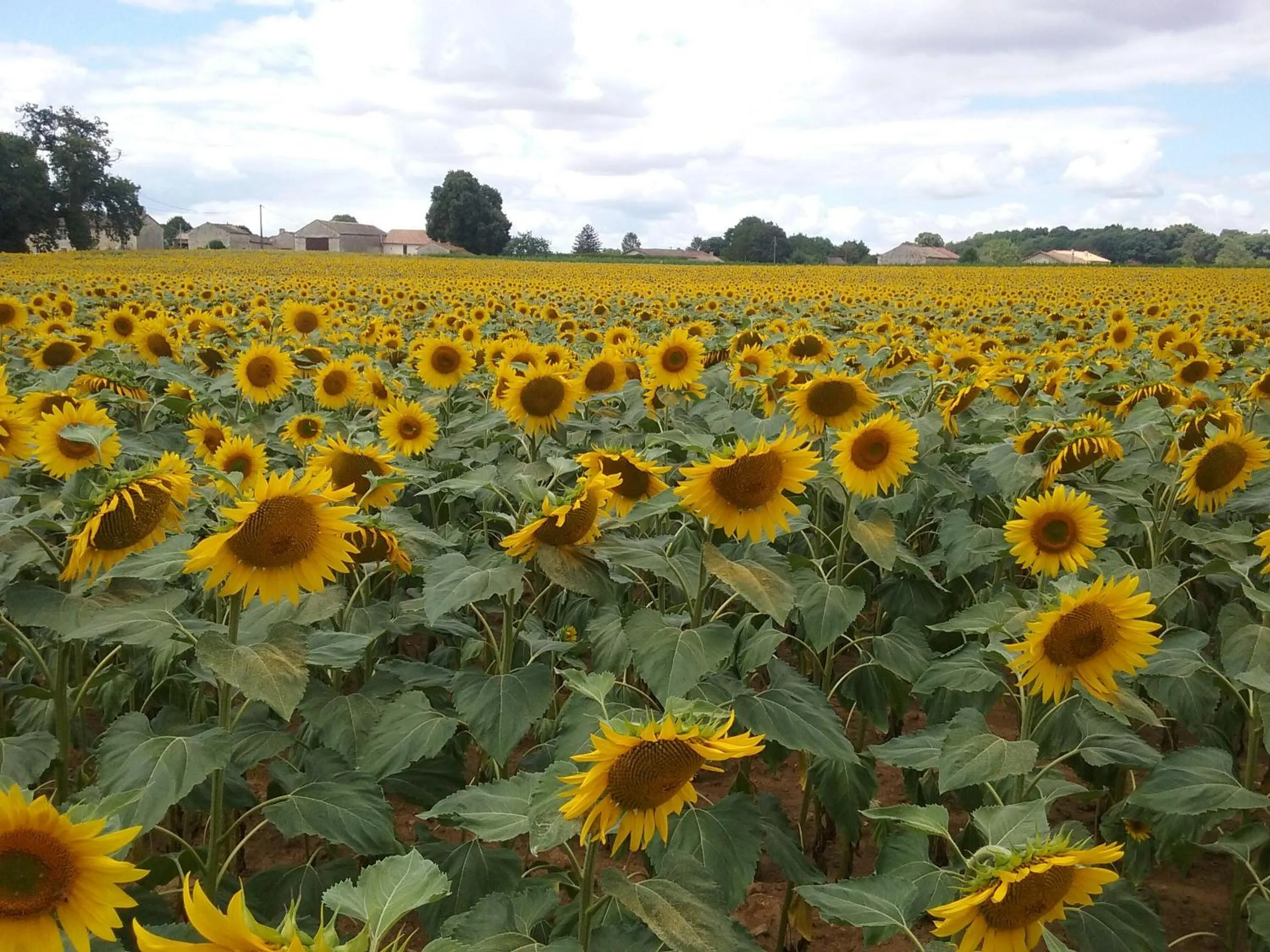 Natural landscape in La Vieille Gorce Chambres d'Hôtes near Civray
