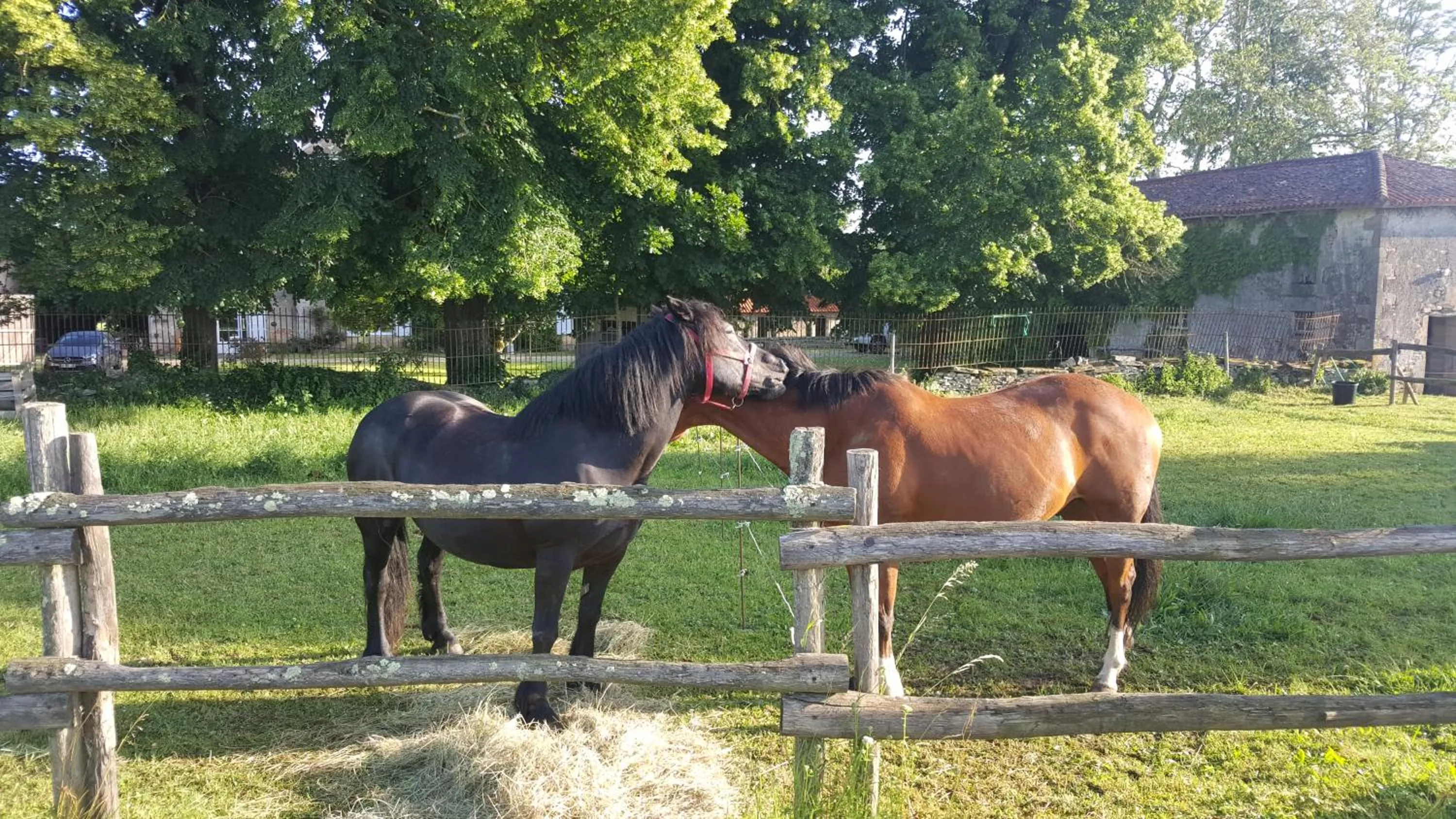 Animals in La Vieille Gorce Chambres d'Hôtes near Civray
