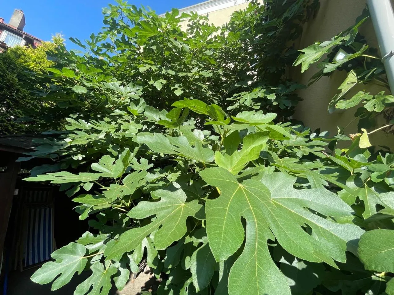 Spring in Hotel Bończa