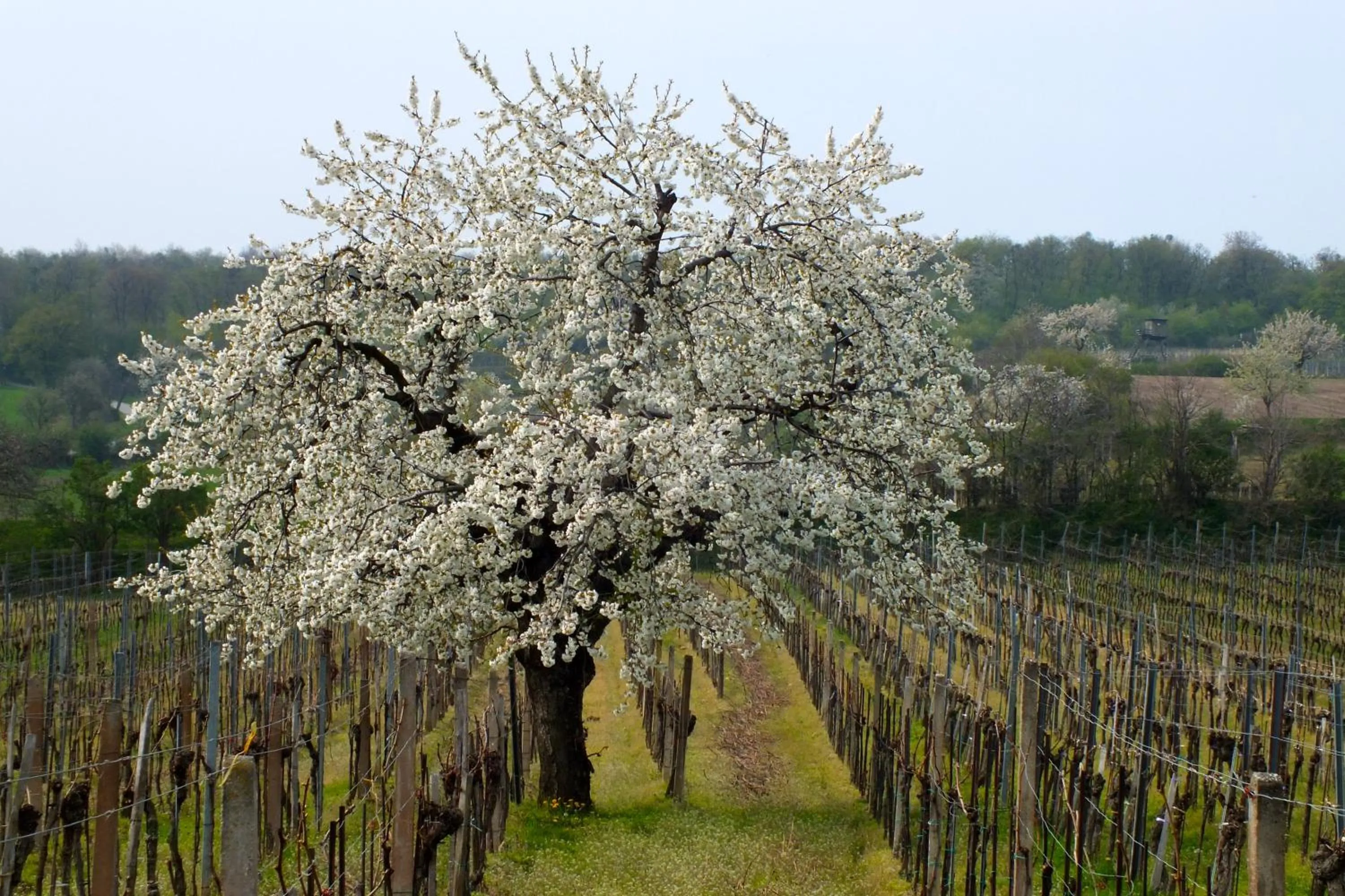Turmhof Breitenbrunn