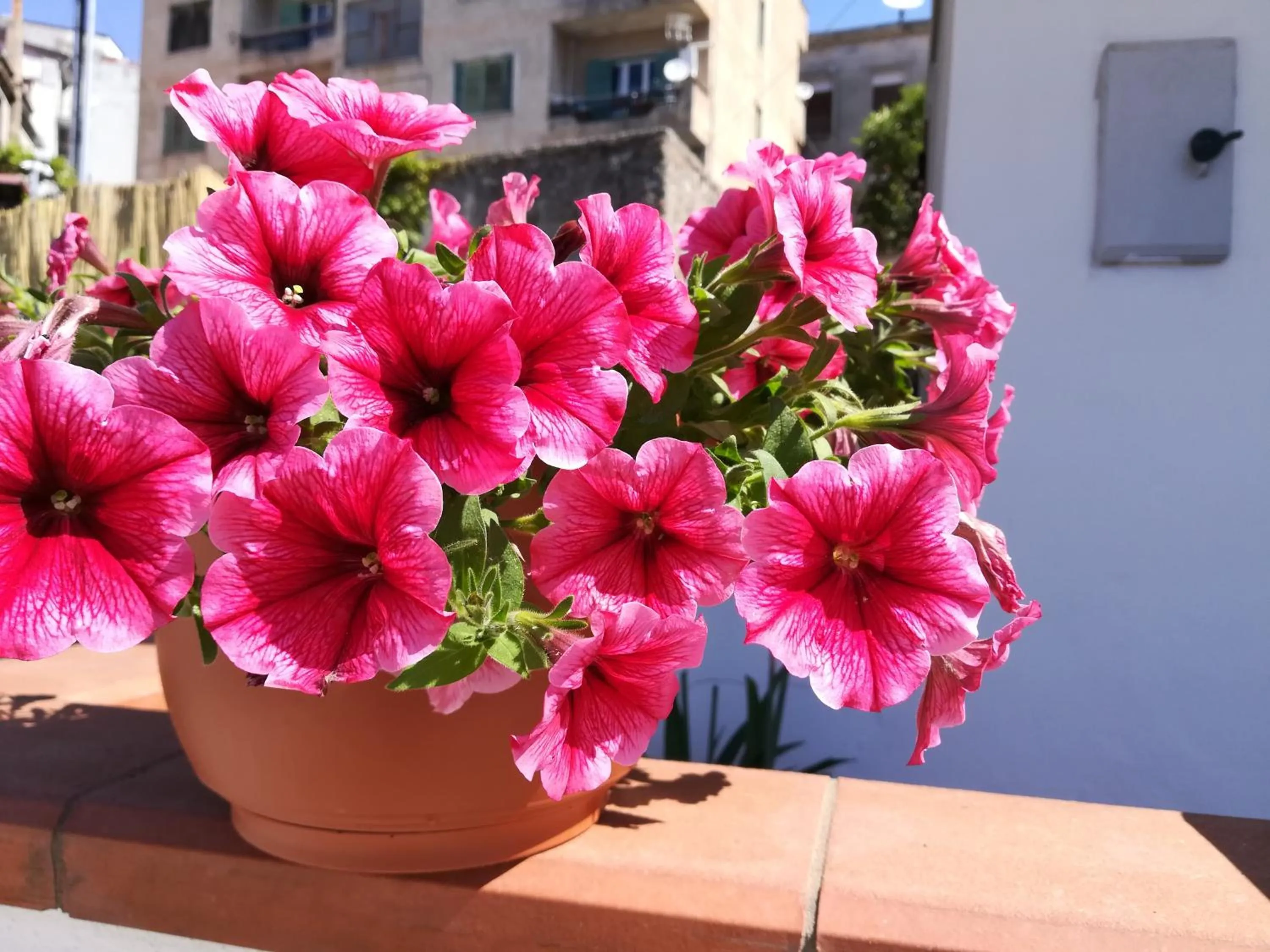 Property building in La Casetta