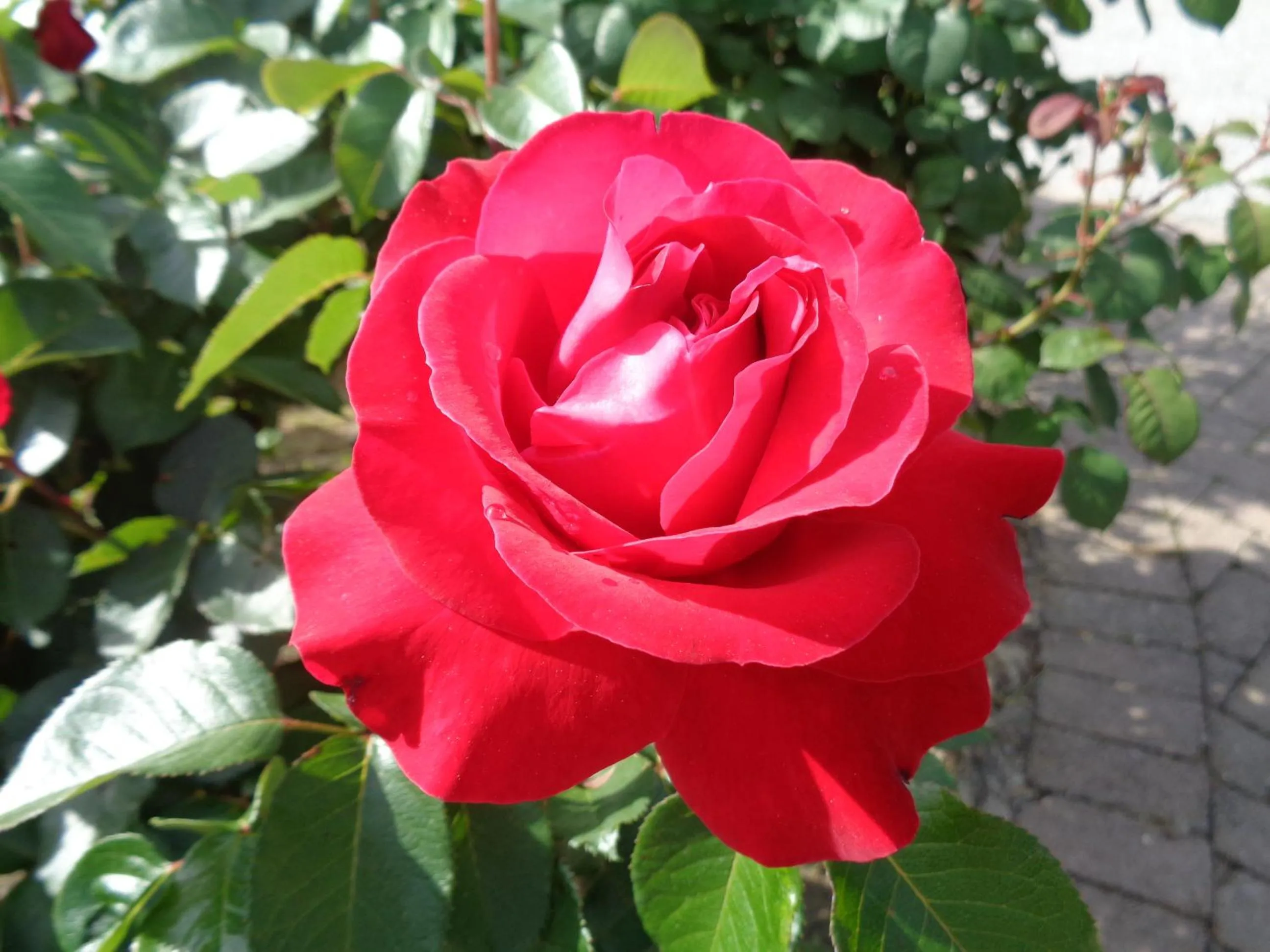 Property building in Hotel Rosati