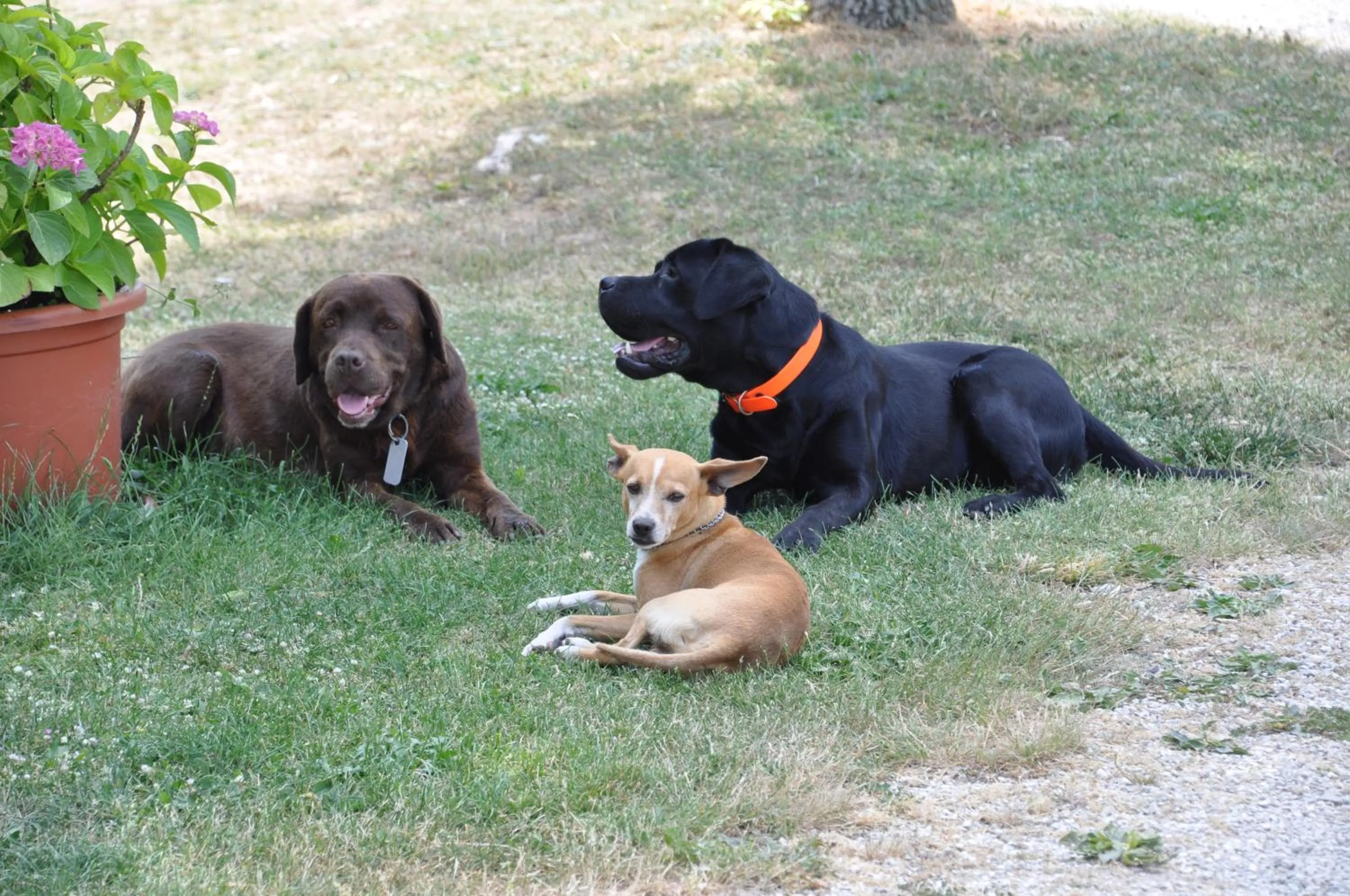 Animals in Casalotto Francescano