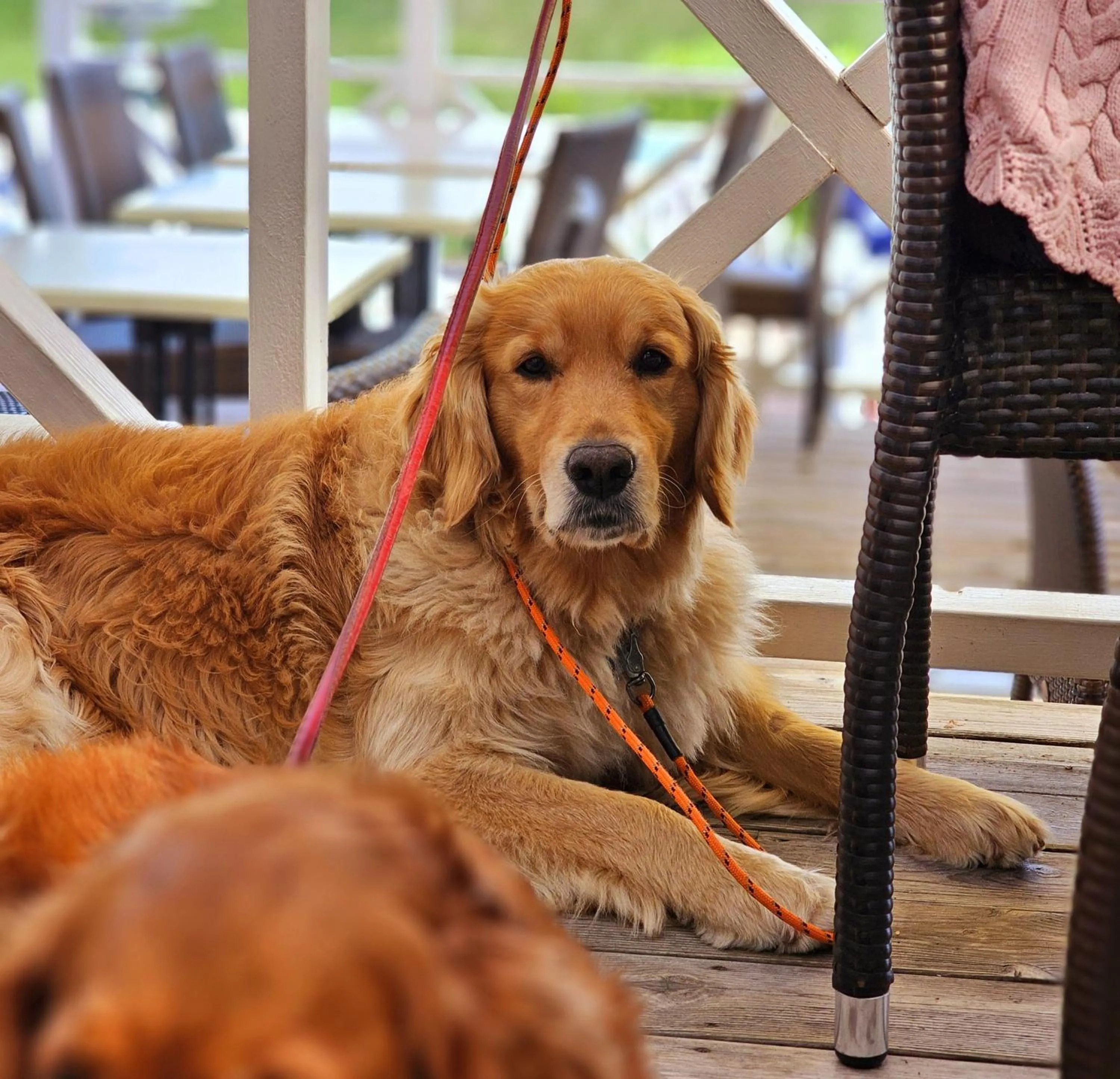 Pets in Hotel Skansen