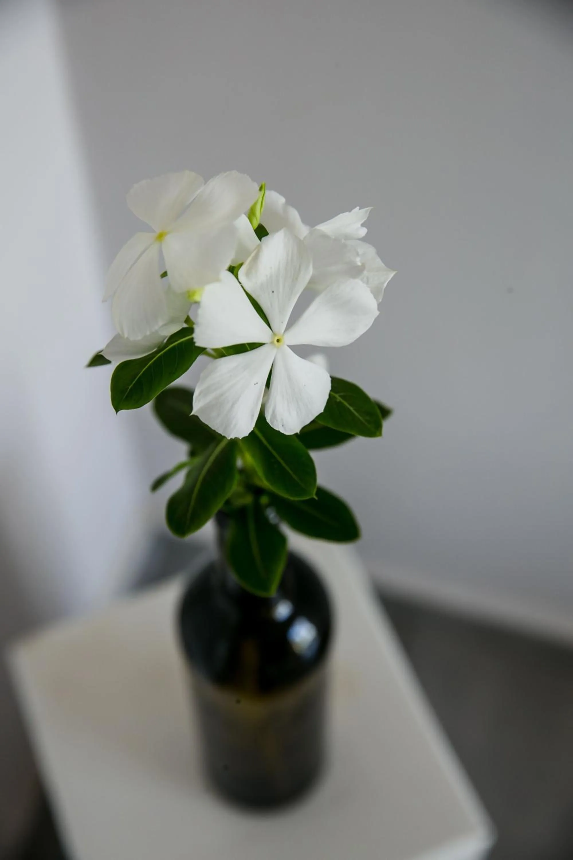 Decorative detail in Hotel La Casa Cielo solo adultos