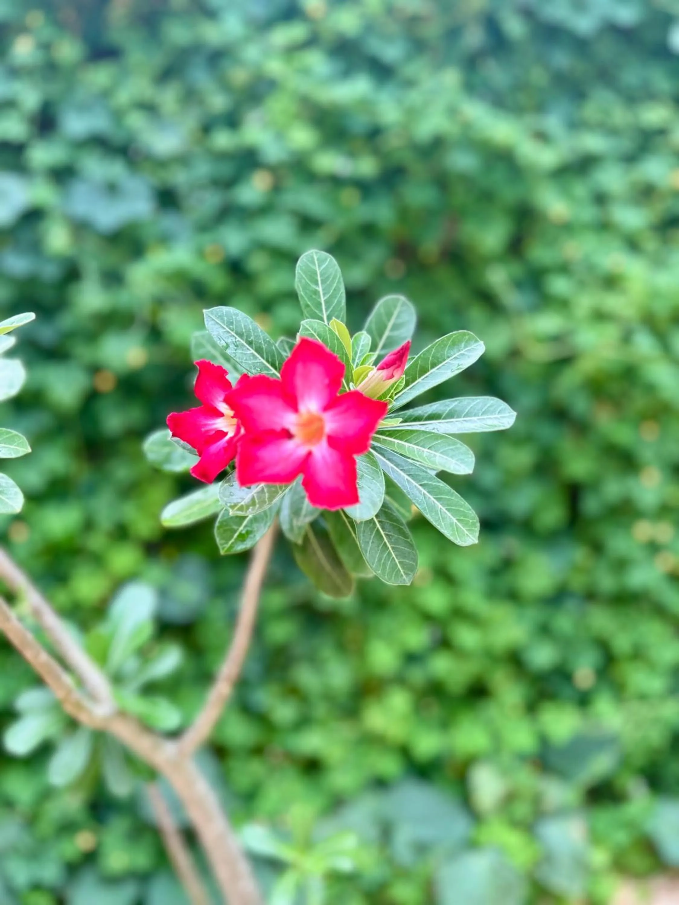 Garden in Hotel La Casa Cielo solo adultos