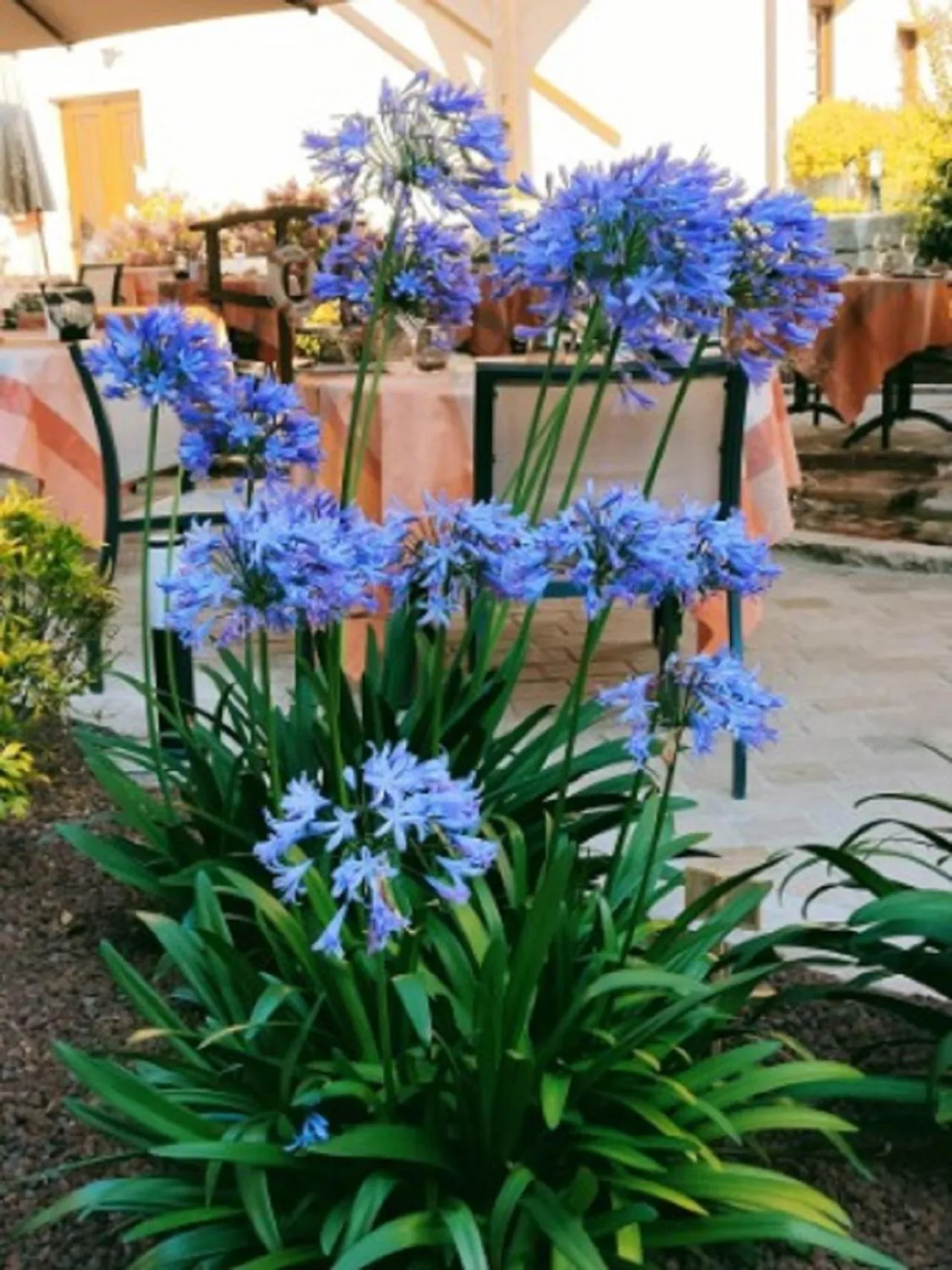 Patio in La Chaumière