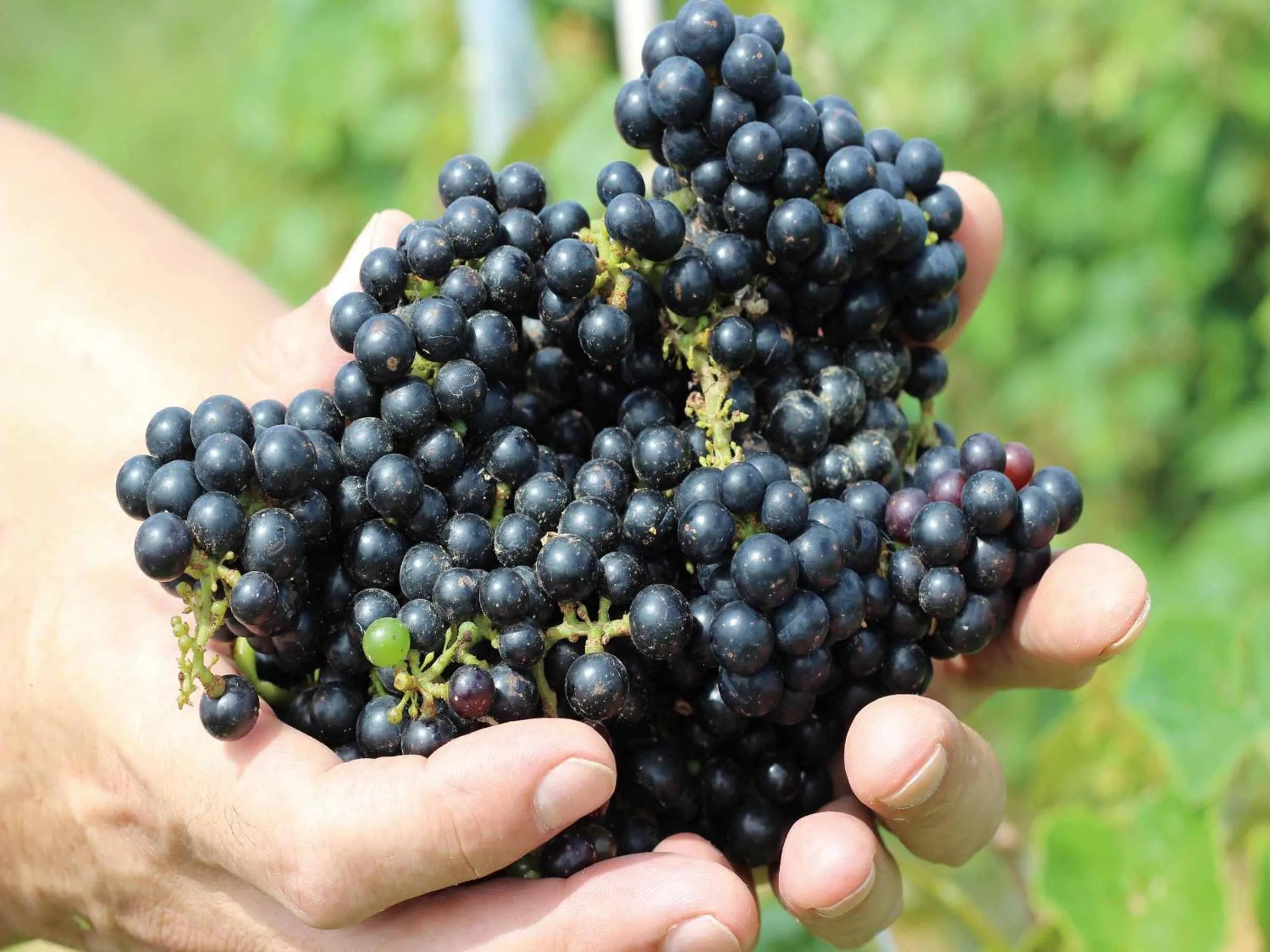 Other in Auberge Bonne Chere Raout