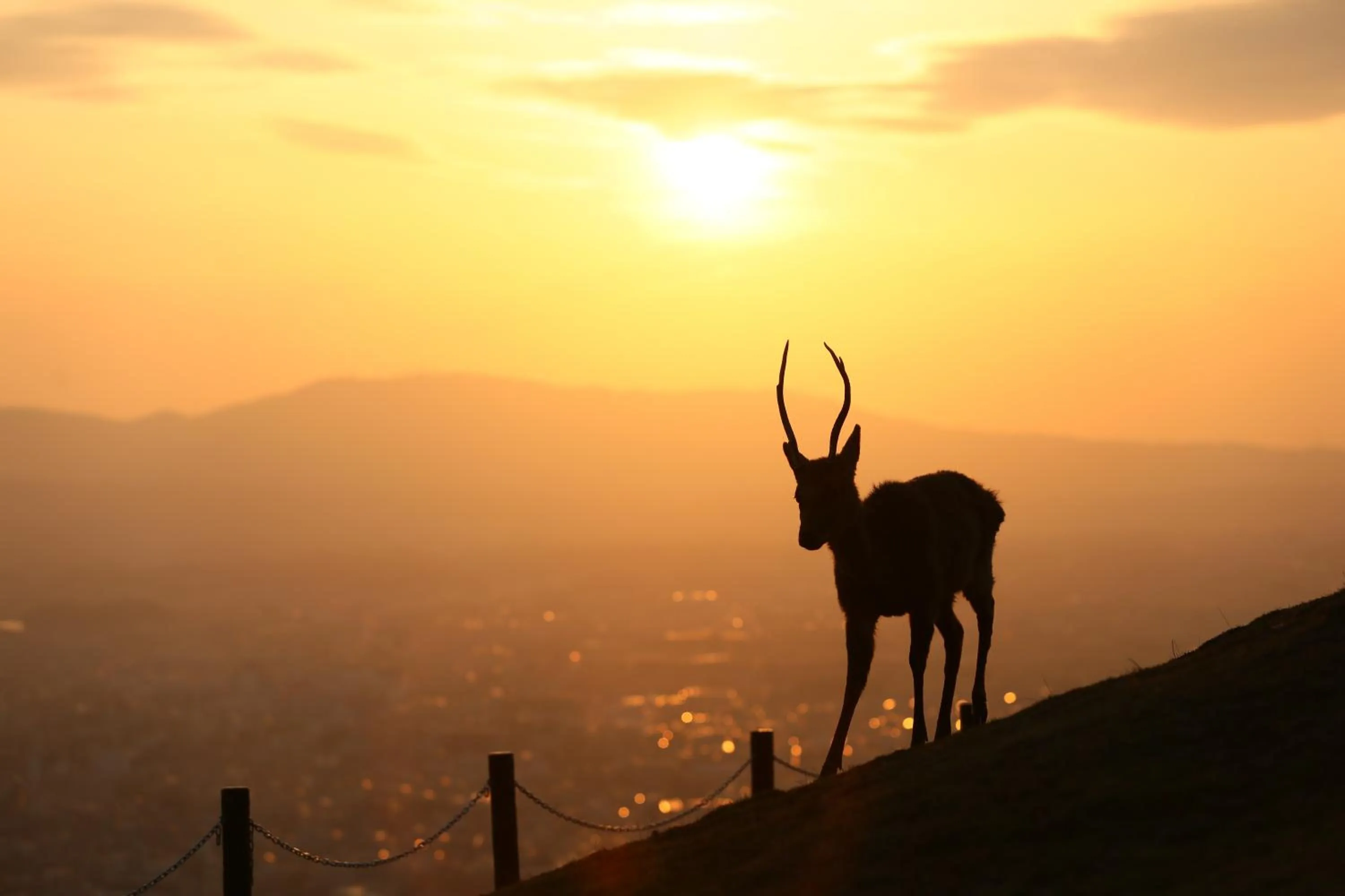 Natural landscape in Nara Hotel