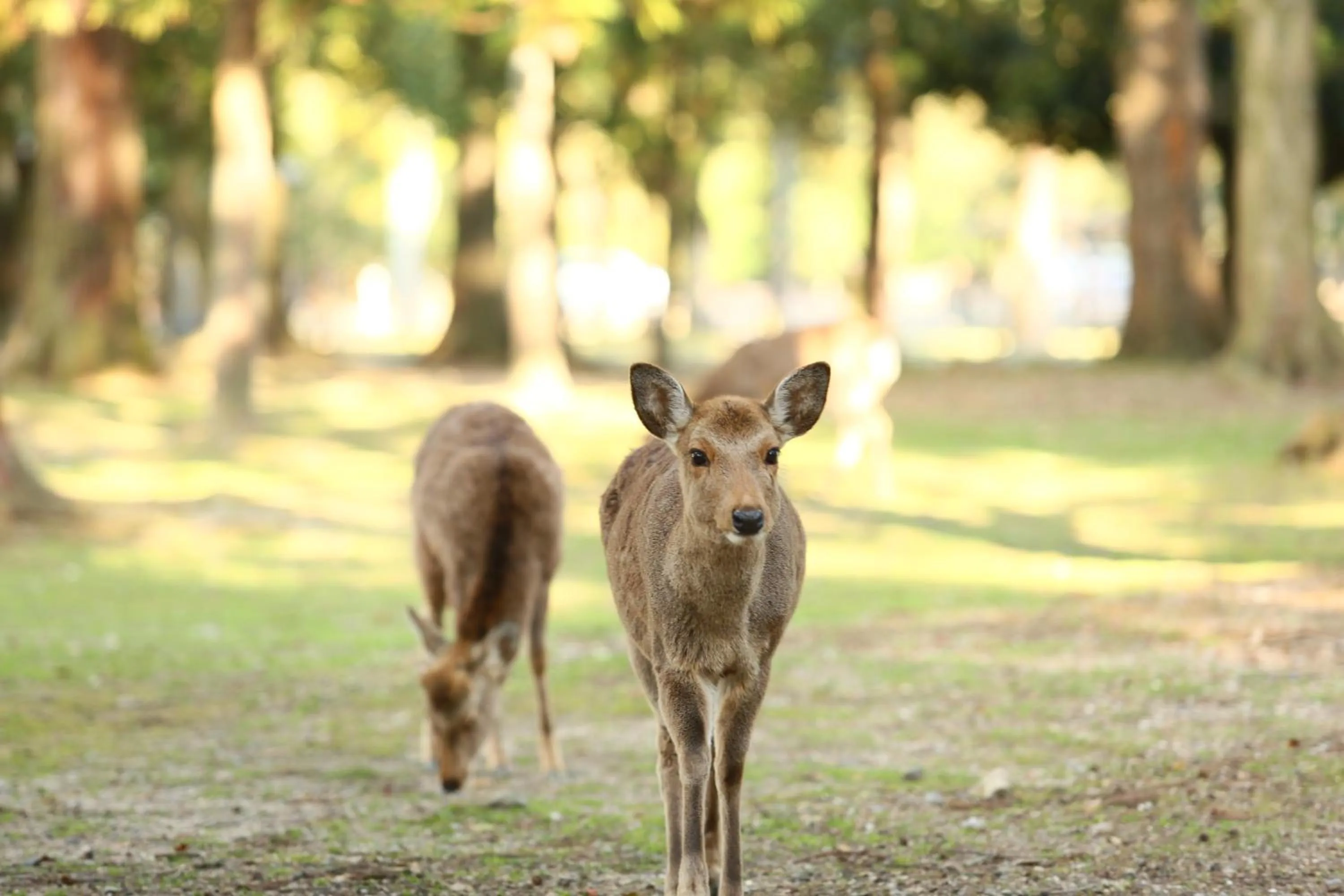 Animals in Nara Hotel