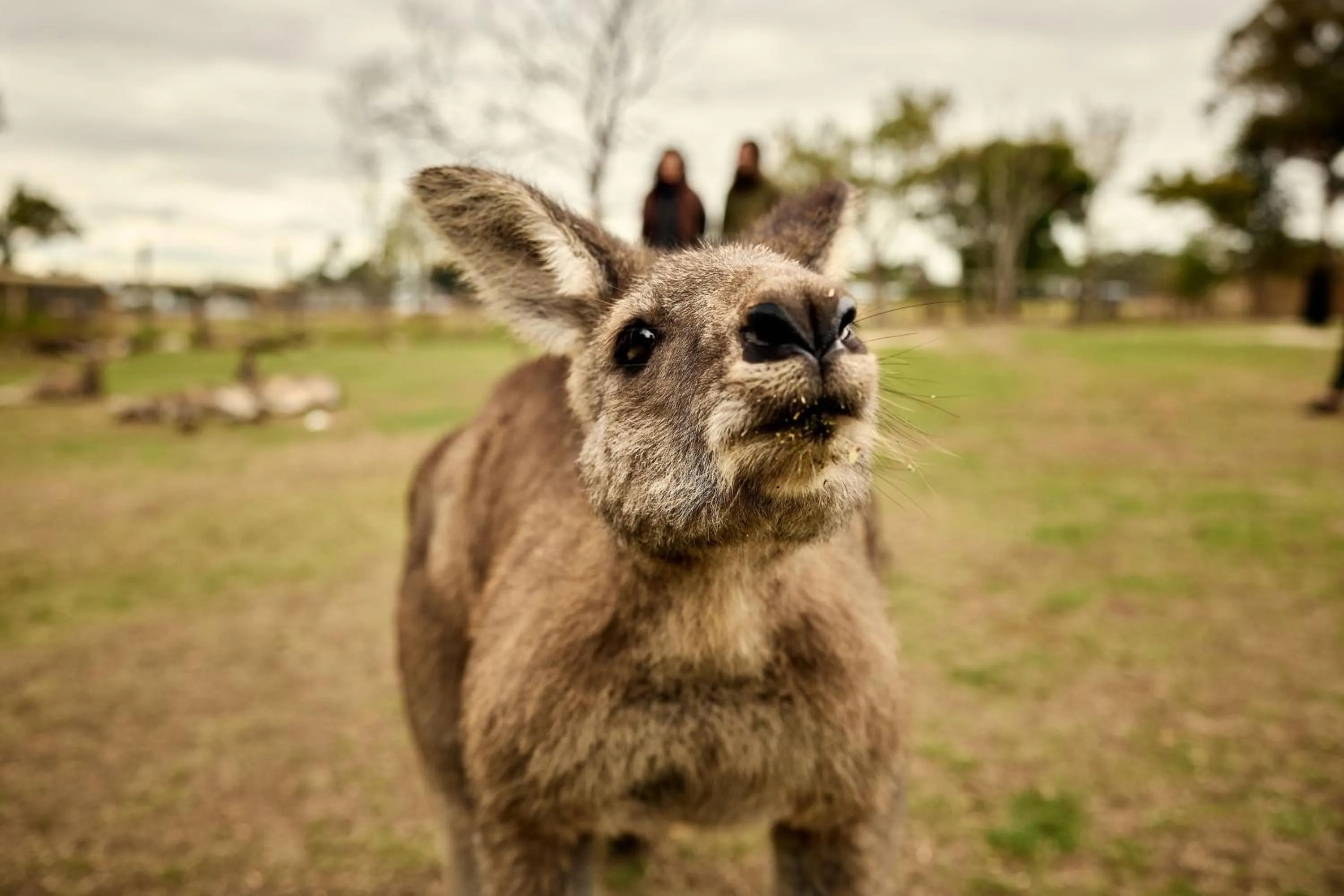 Animals in The Island Accommodation