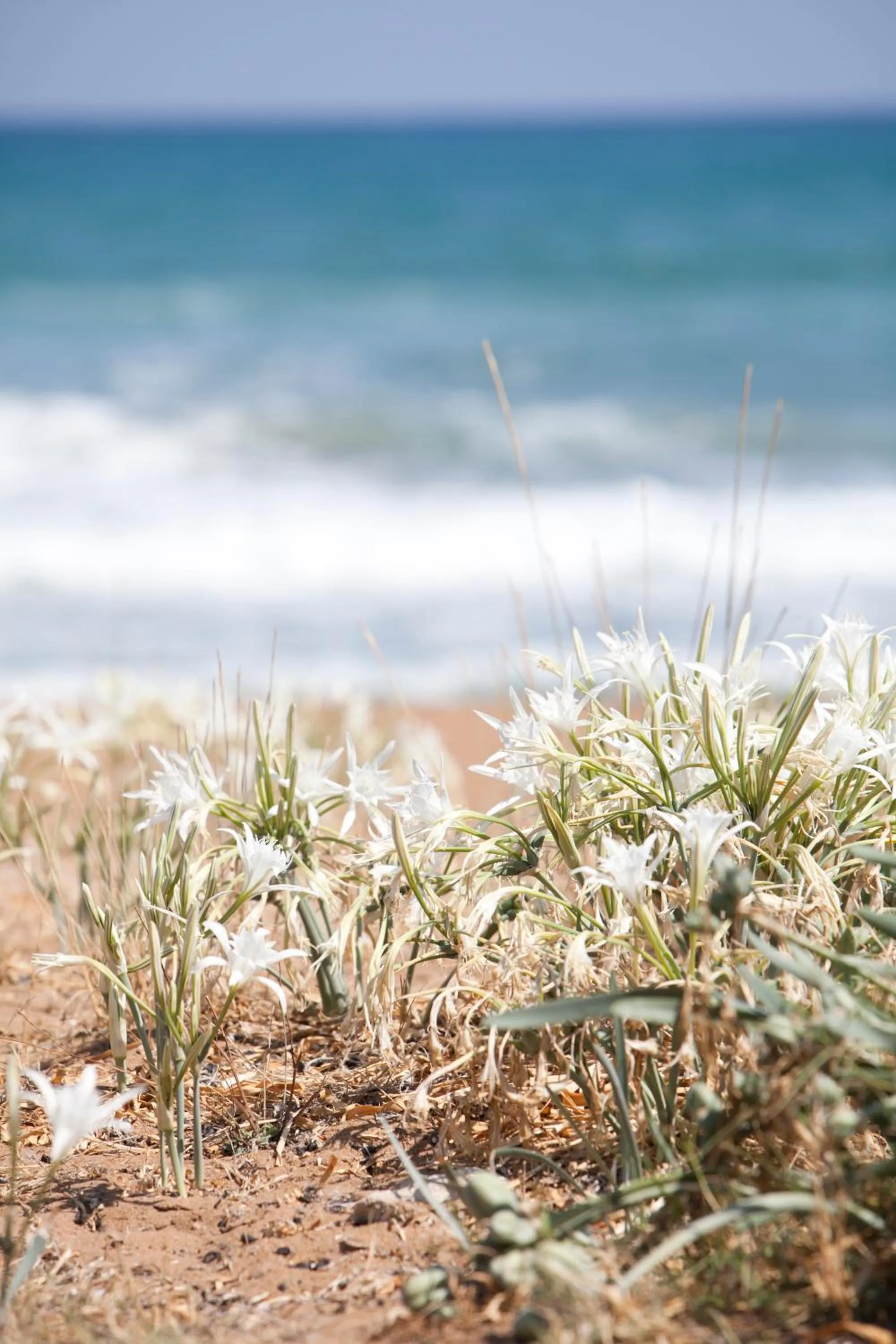 Beach in Phaedra Hotel