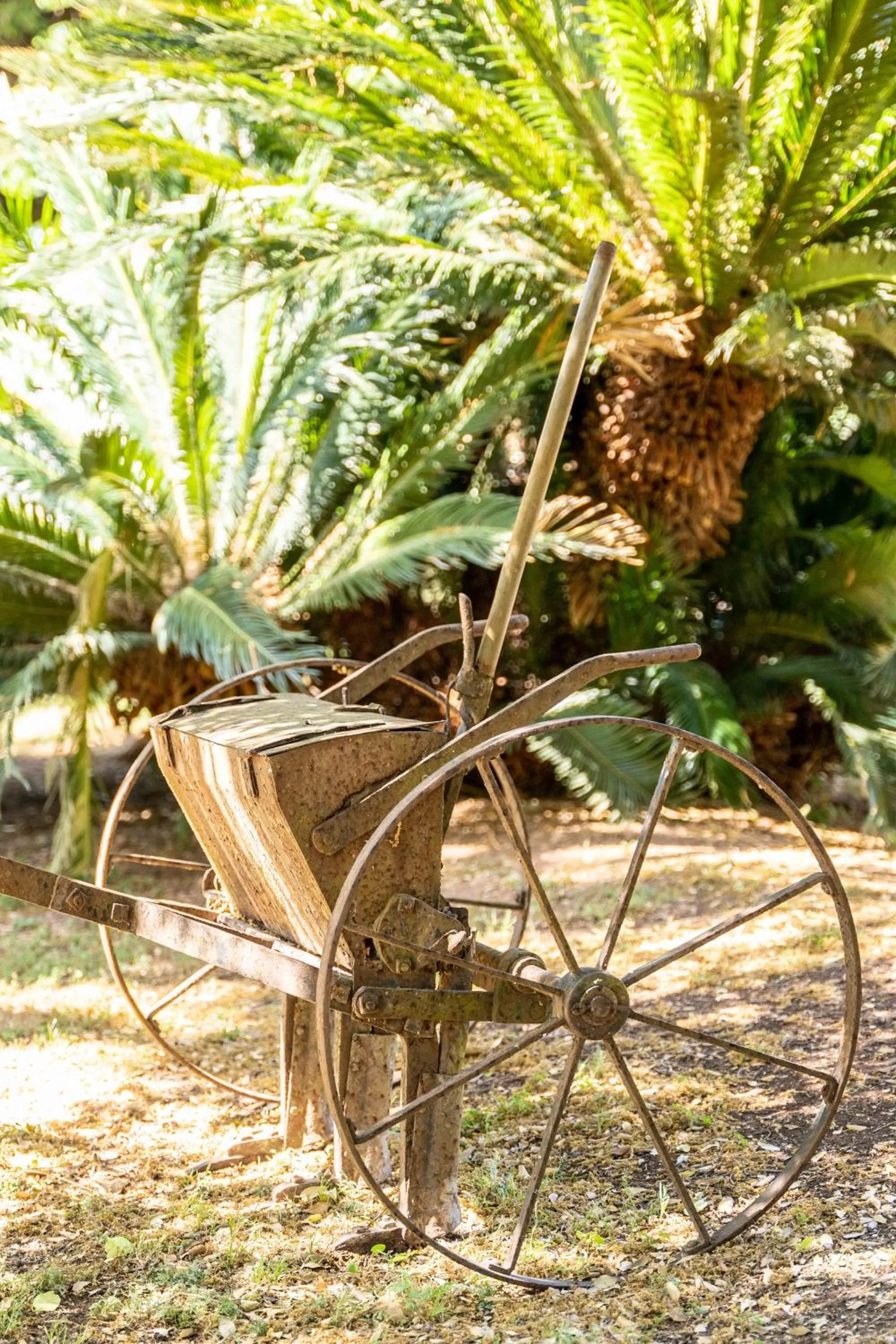 Garden in Finca Ca'n Quatre