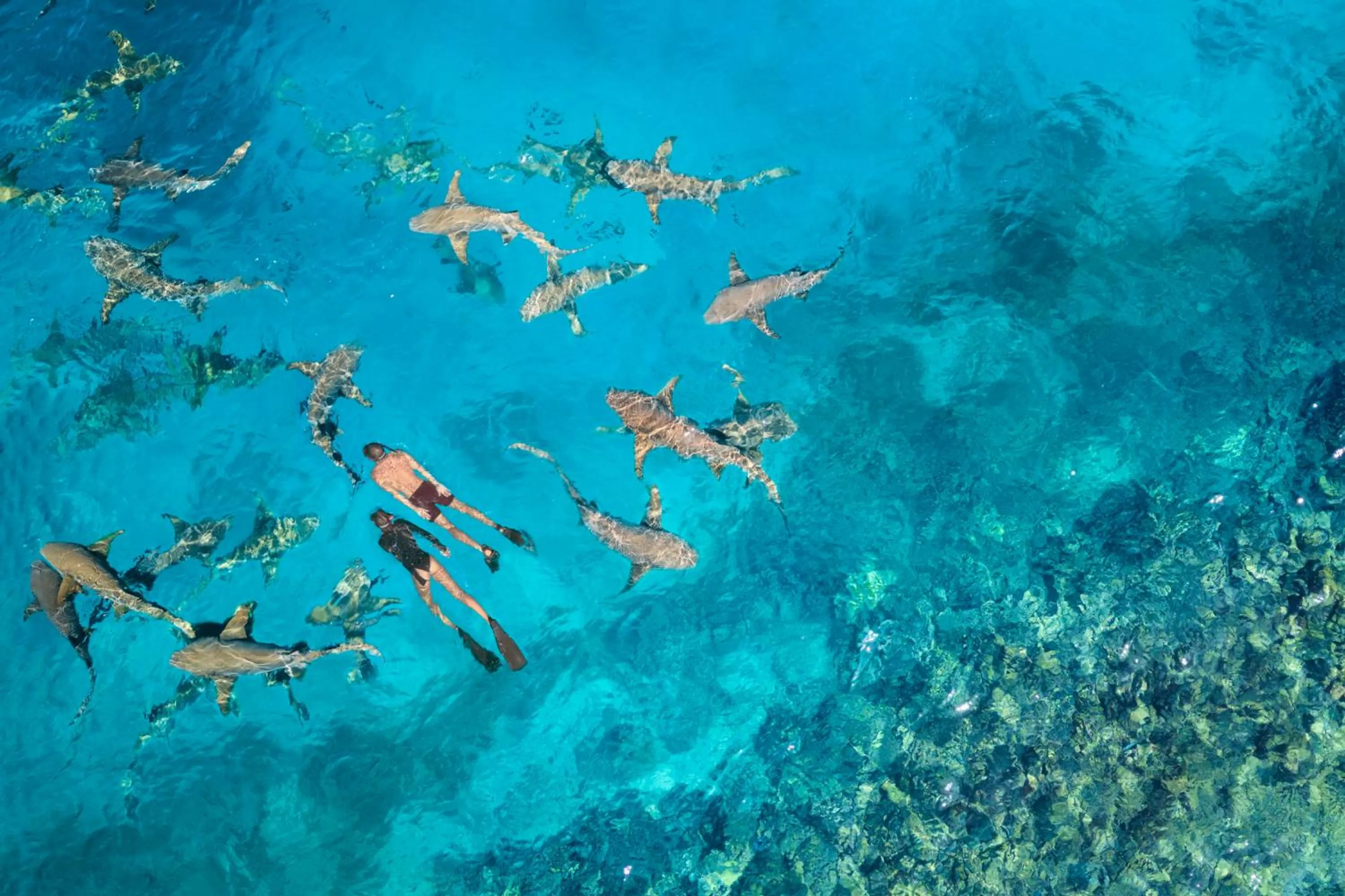 Snorkeling in Anantara Veli Maldives Resort
