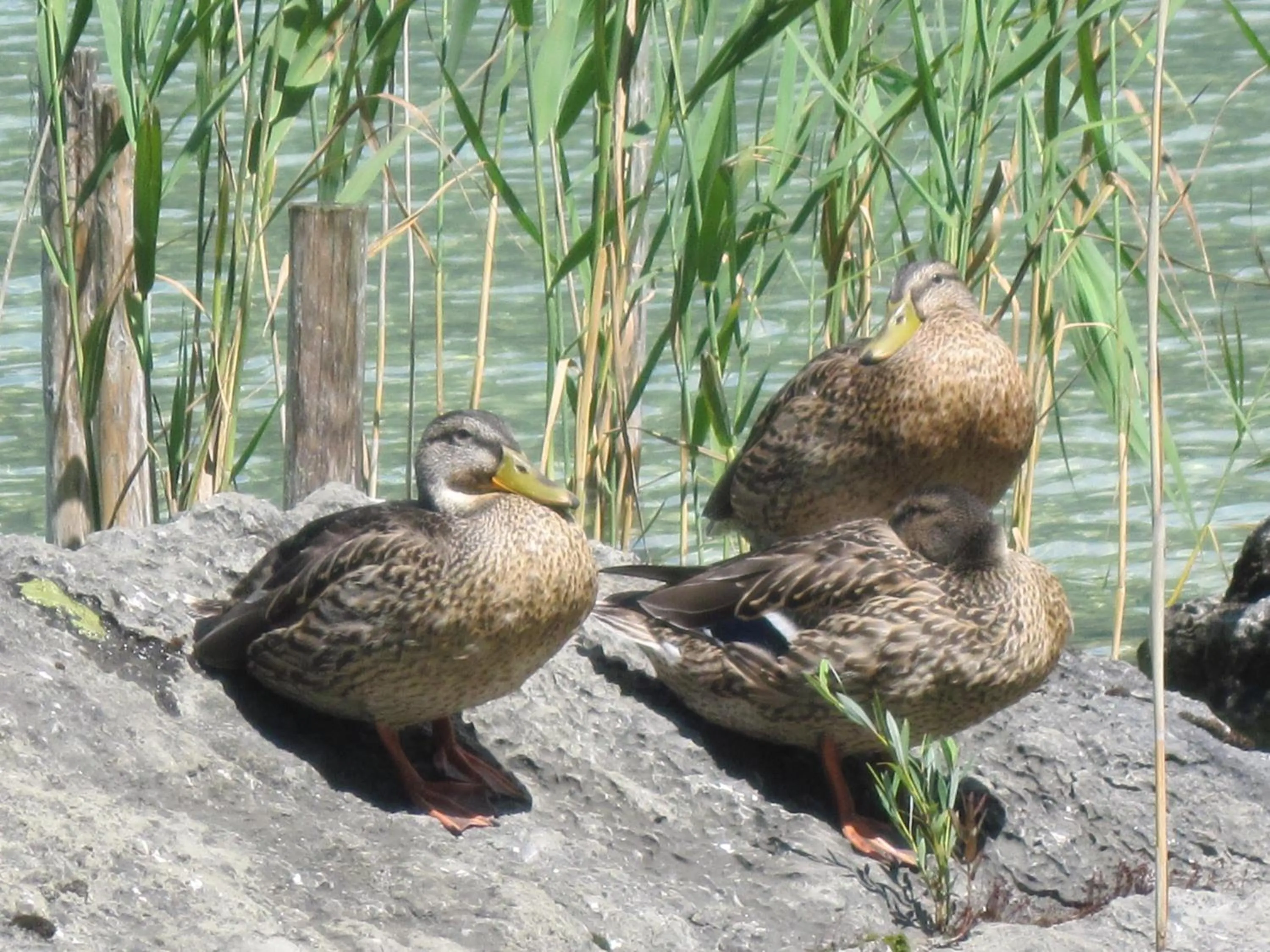 Other in Landhaus Leitner am Wolfgangsee