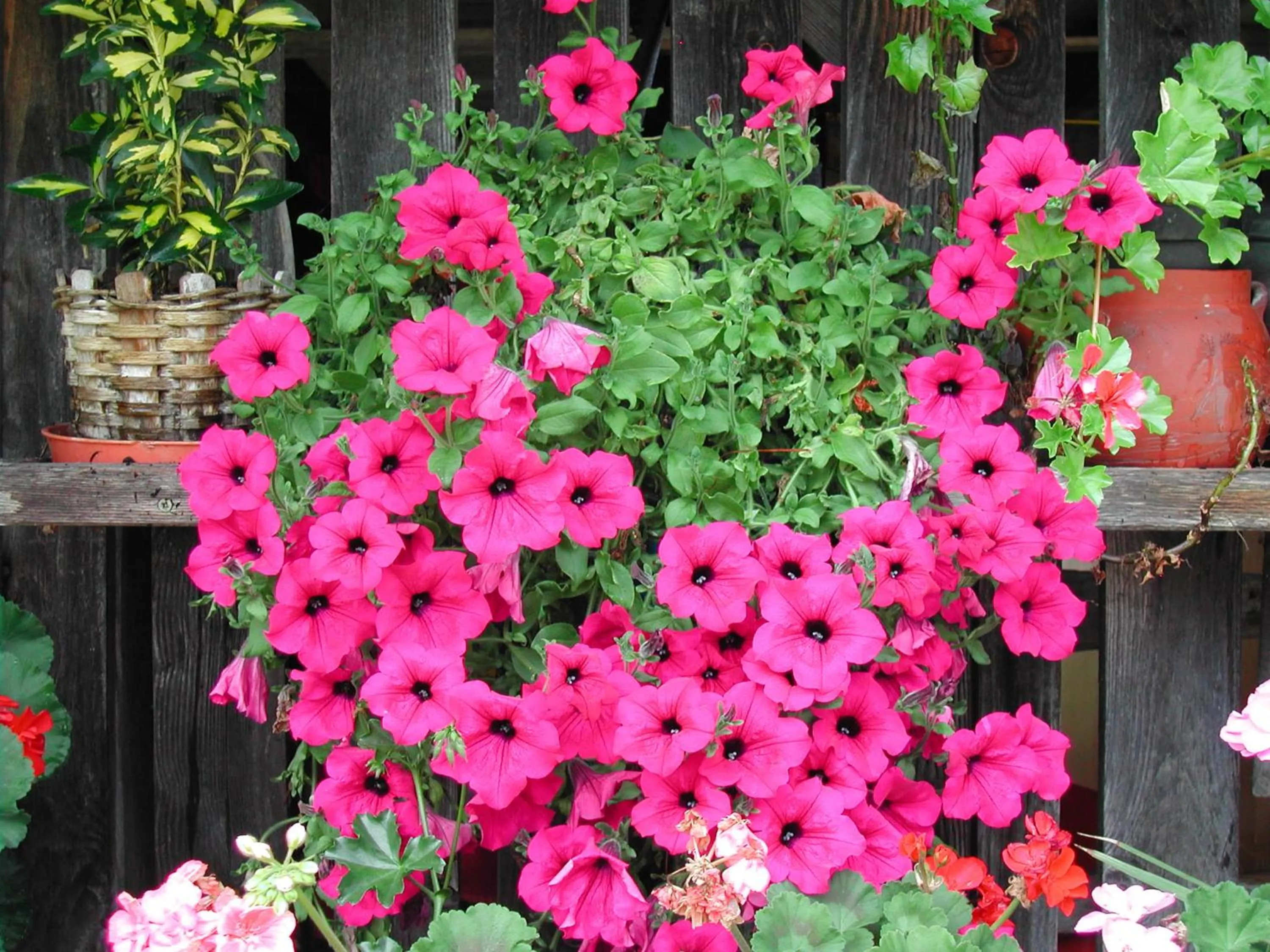 Garden in Landhaus Leitner am Wolfgangsee