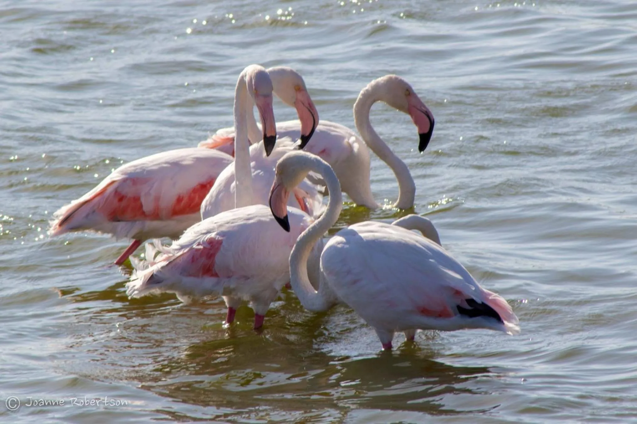 Animals in Atlantic Breeze