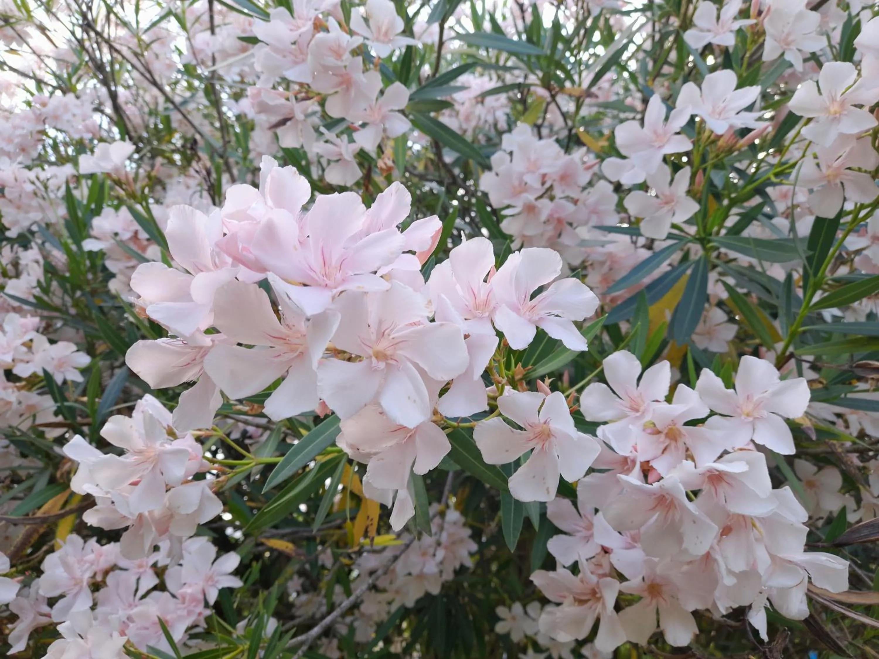 Garden in B&B Da Pio