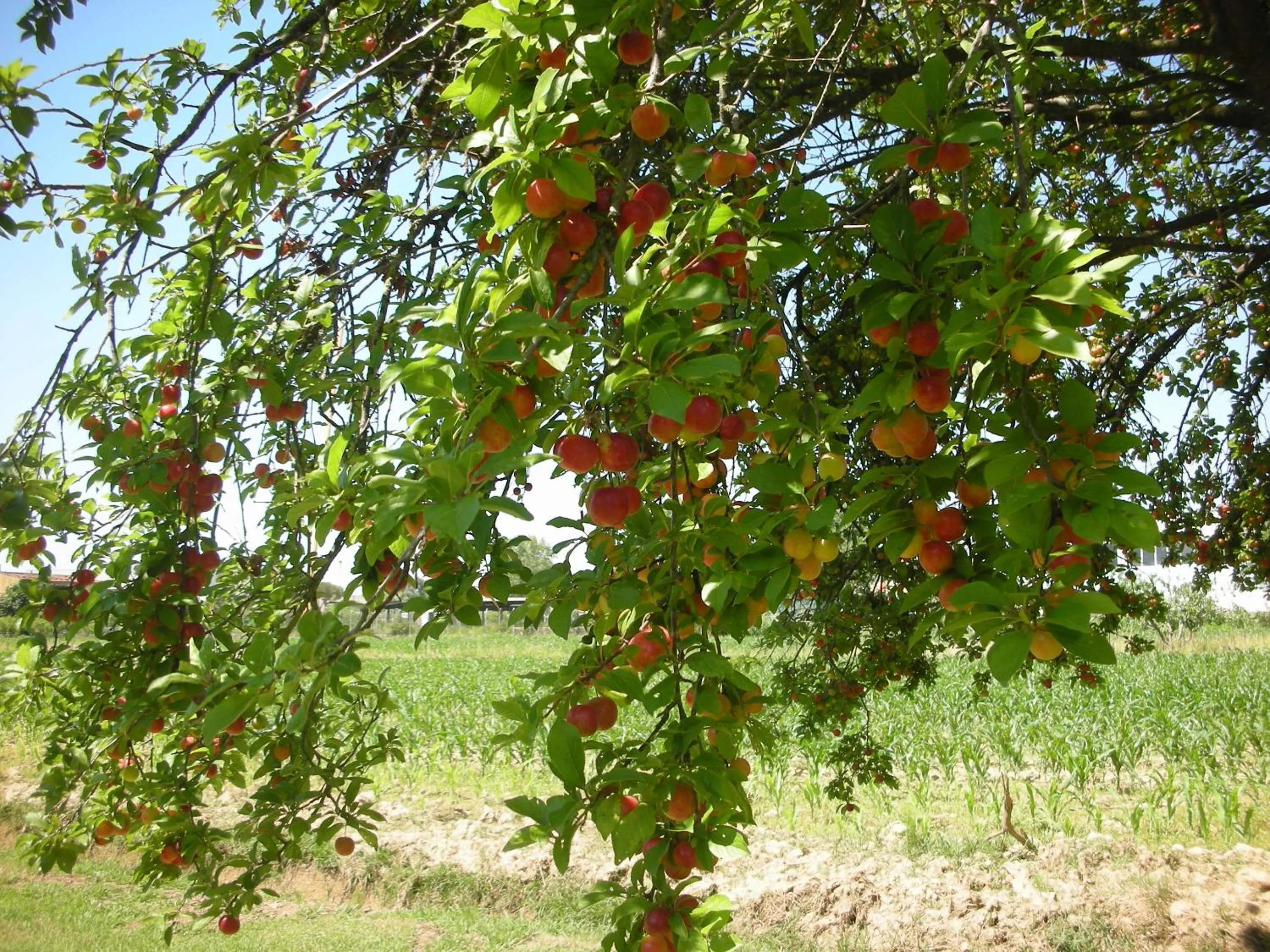 Decorative detail in B&B Da Pio