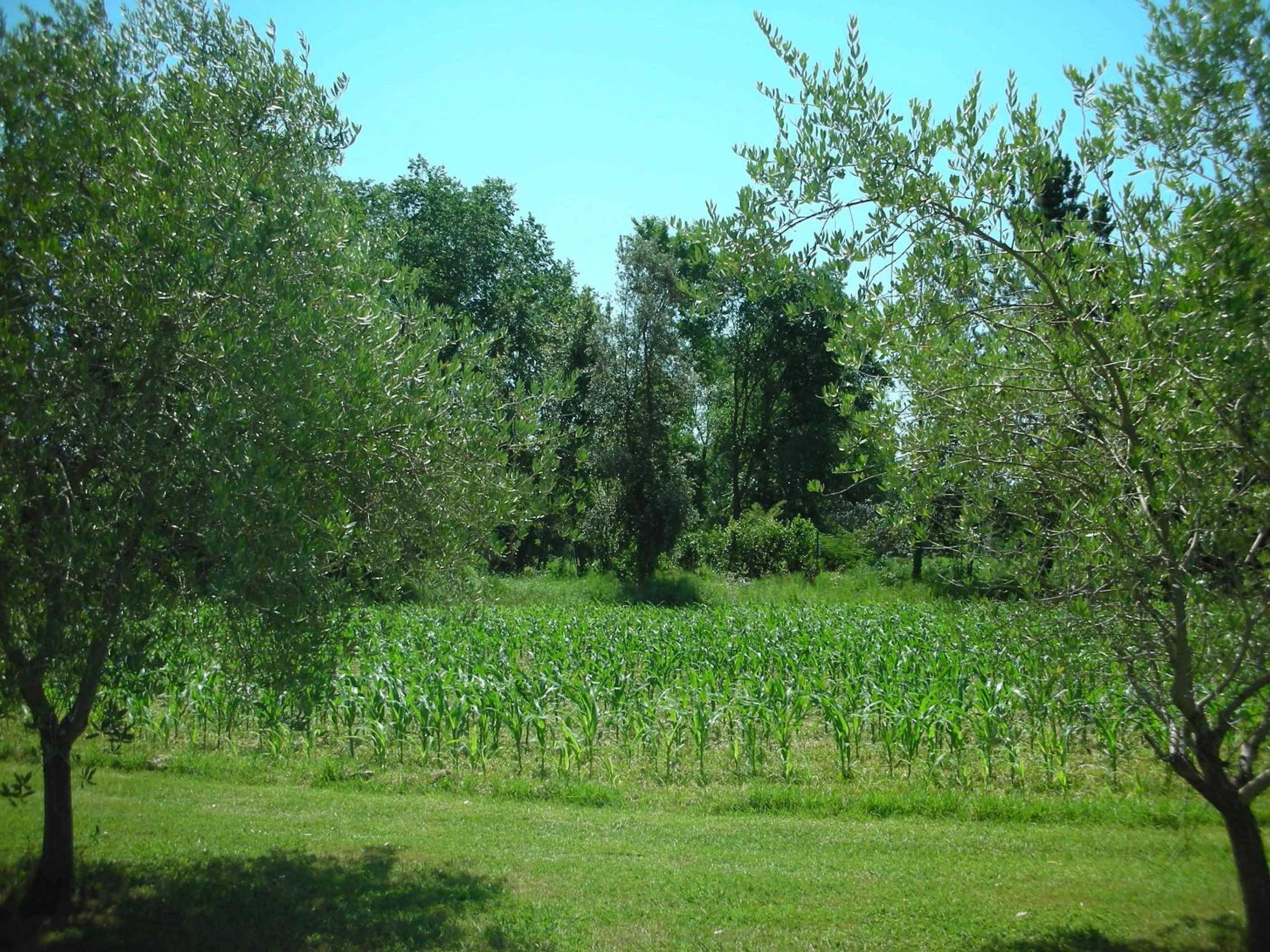 Garden in B&B Da Pio