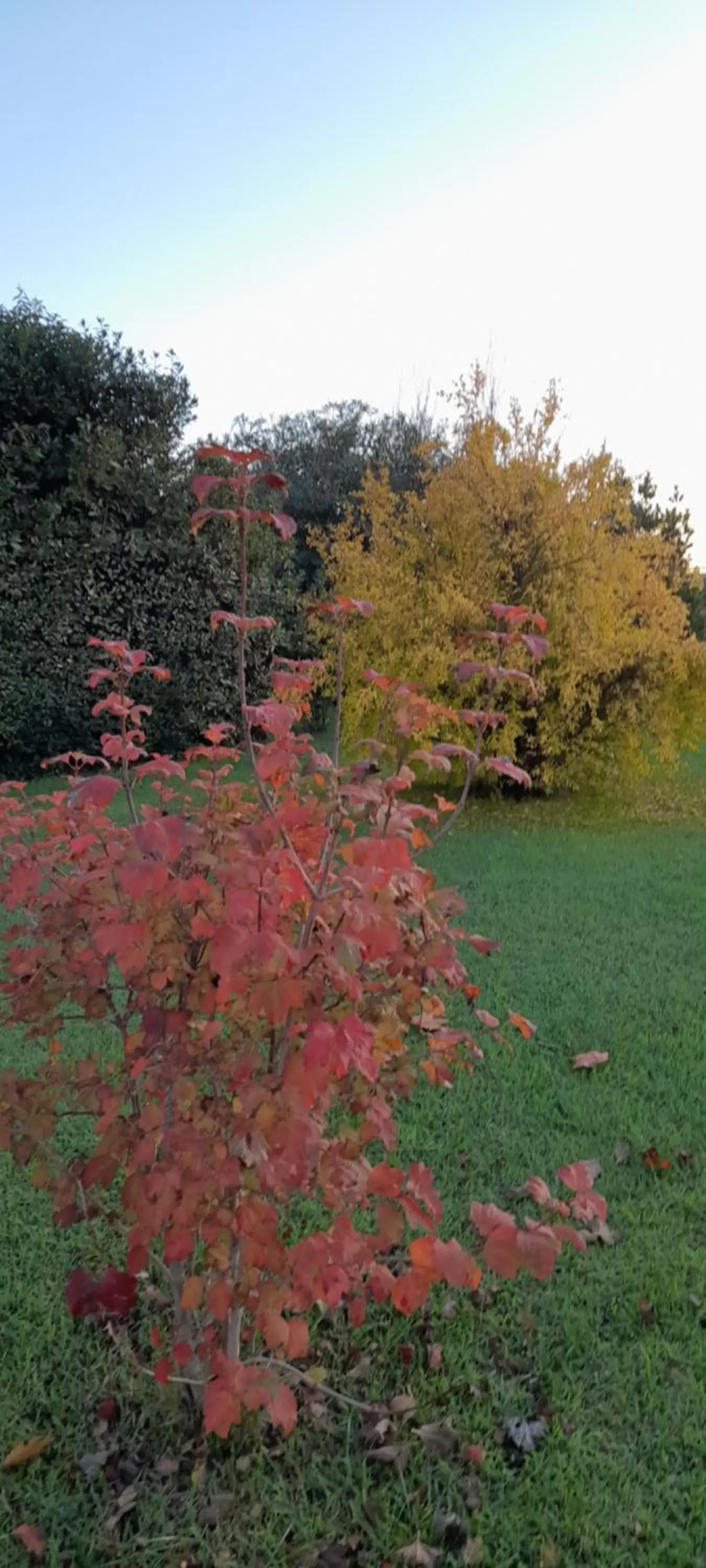 Garden in B&B Da Pio