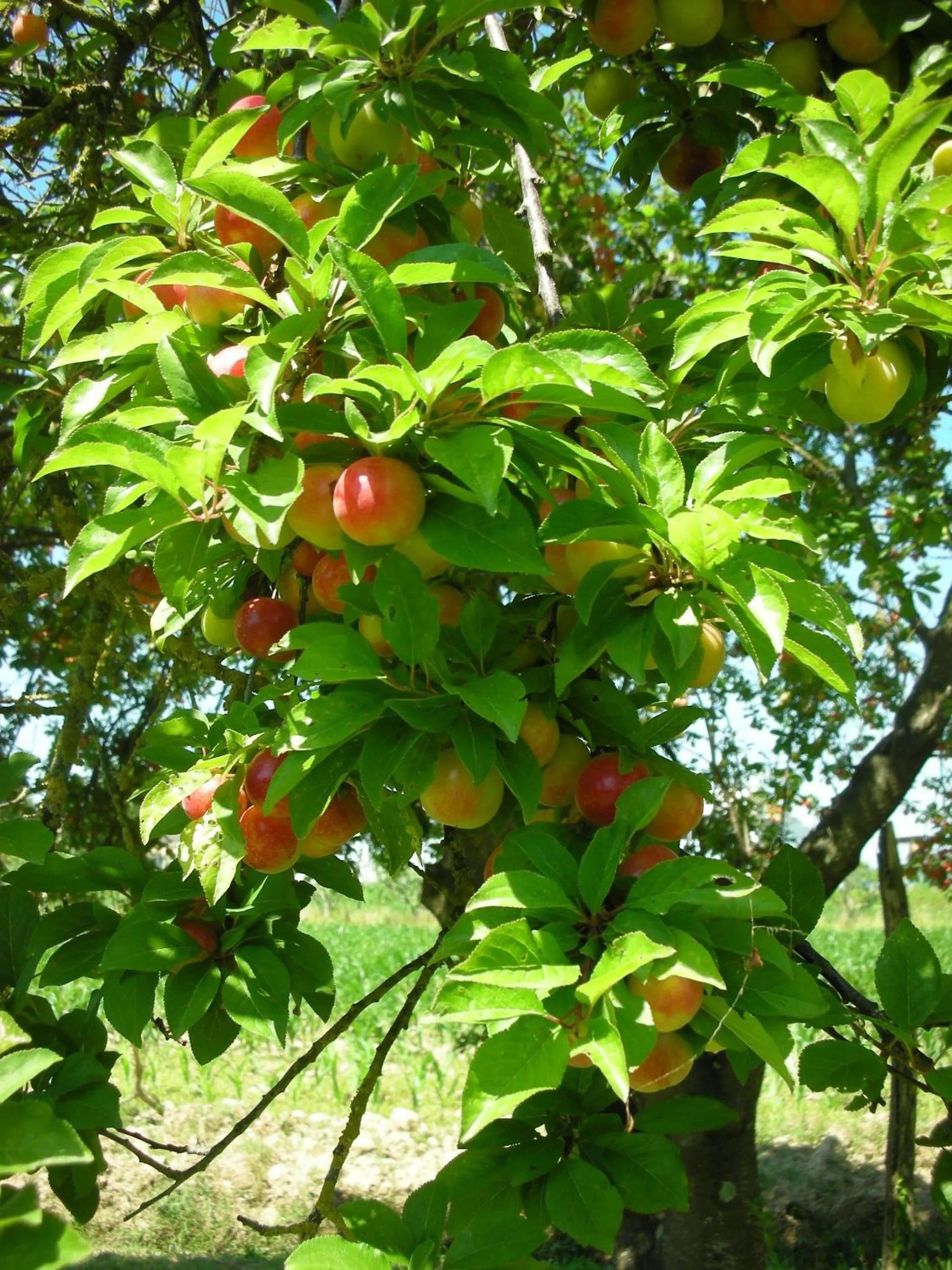 Food close-up in B&B Da Pio