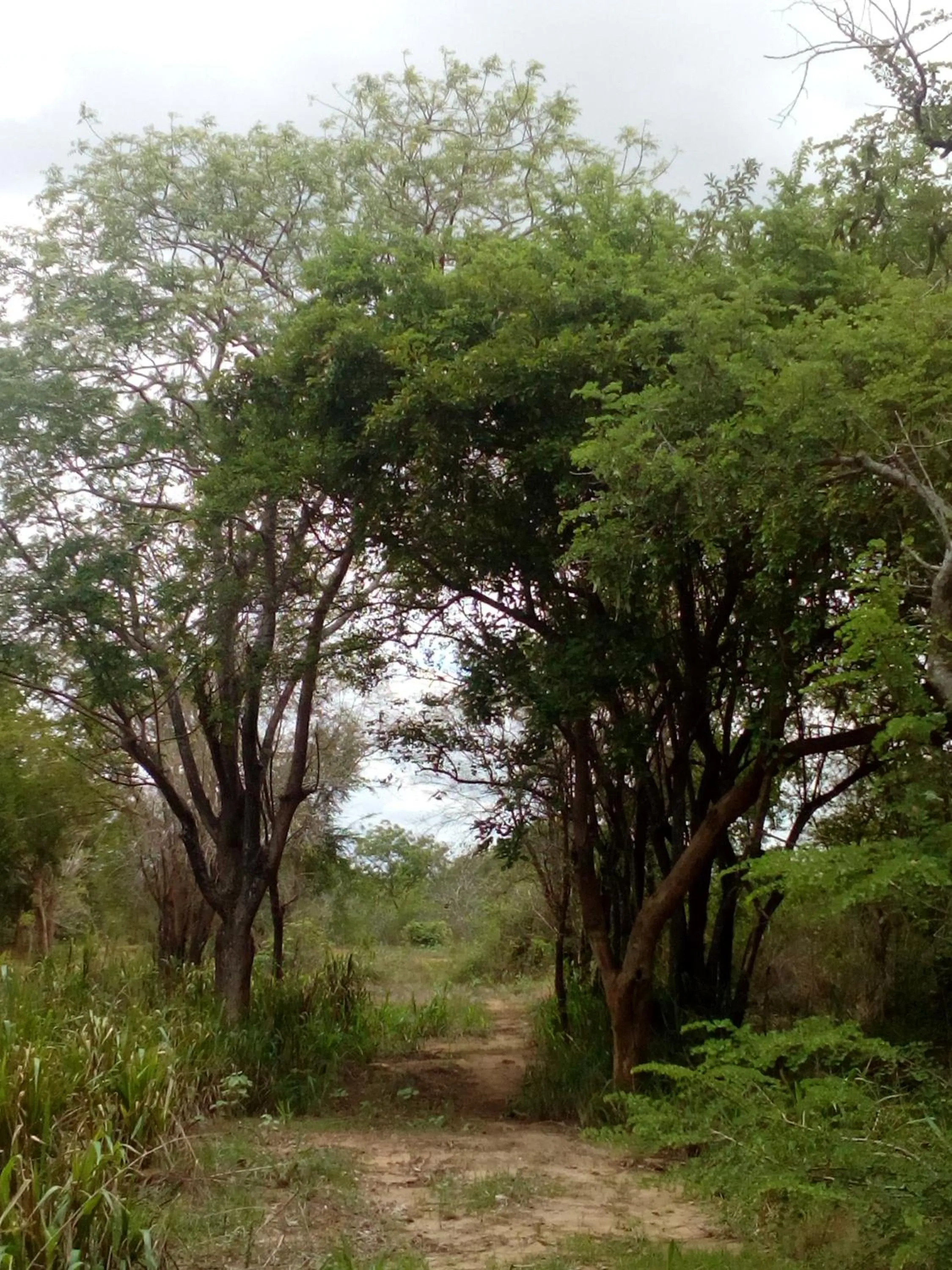Wilpattu Holiday Home