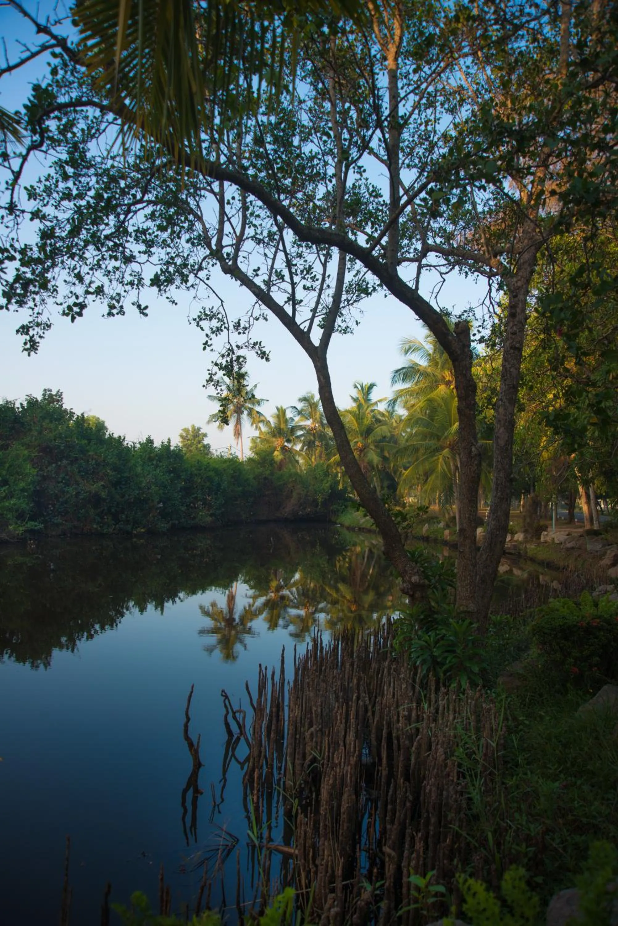 Garden in Vivanta Colombo, Airport Garden