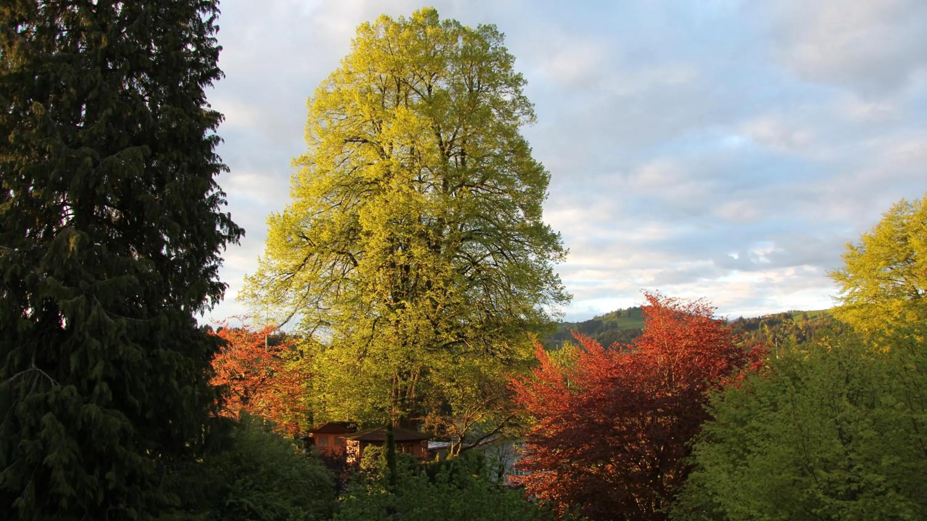 Natural landscape in Hotel & Spezialitätenrestaurant zur Linde