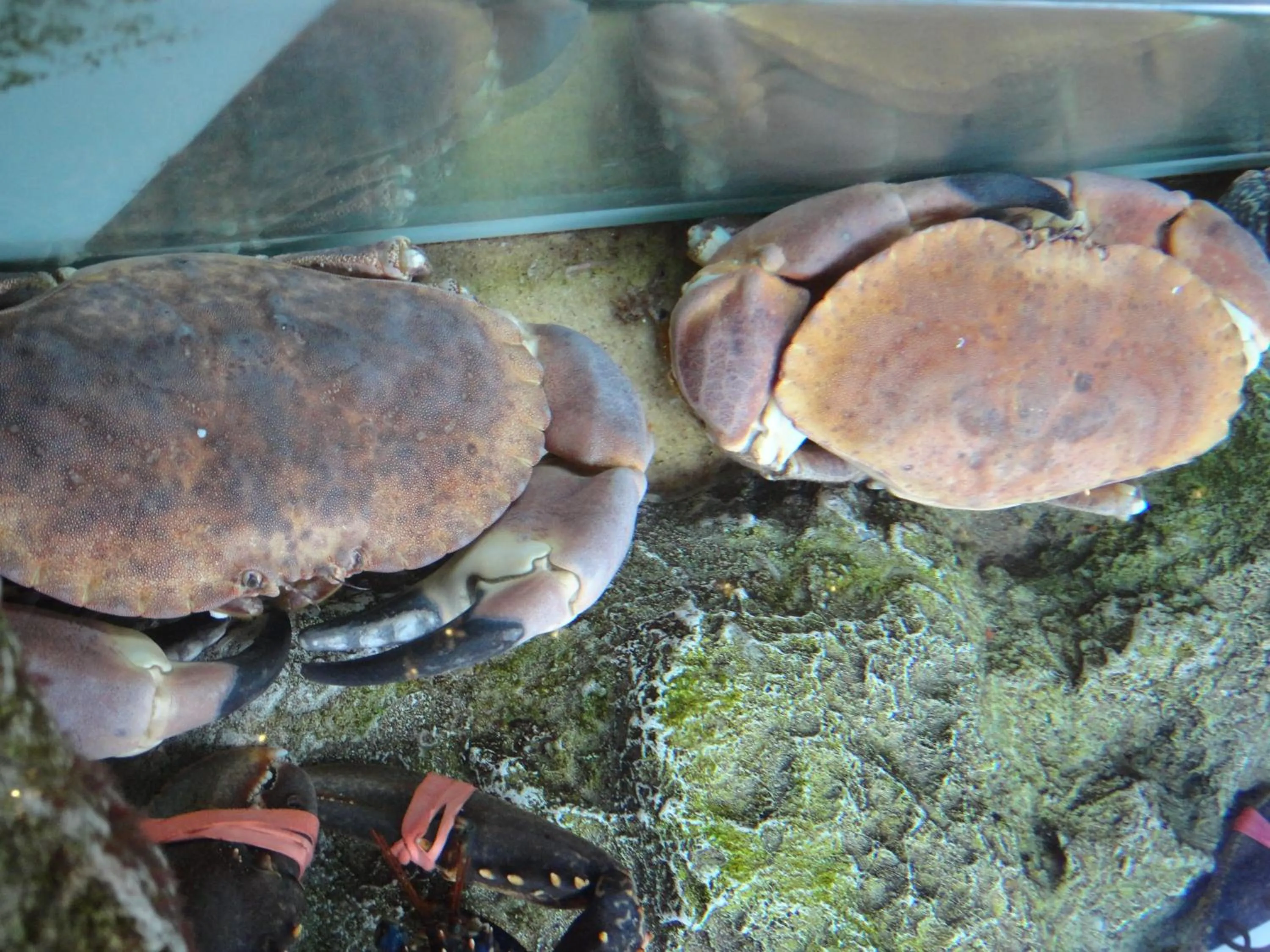 Animals in Logis Hôtel Les Chardons Bleus RESTAURANT LE BISTROT DE LA MER