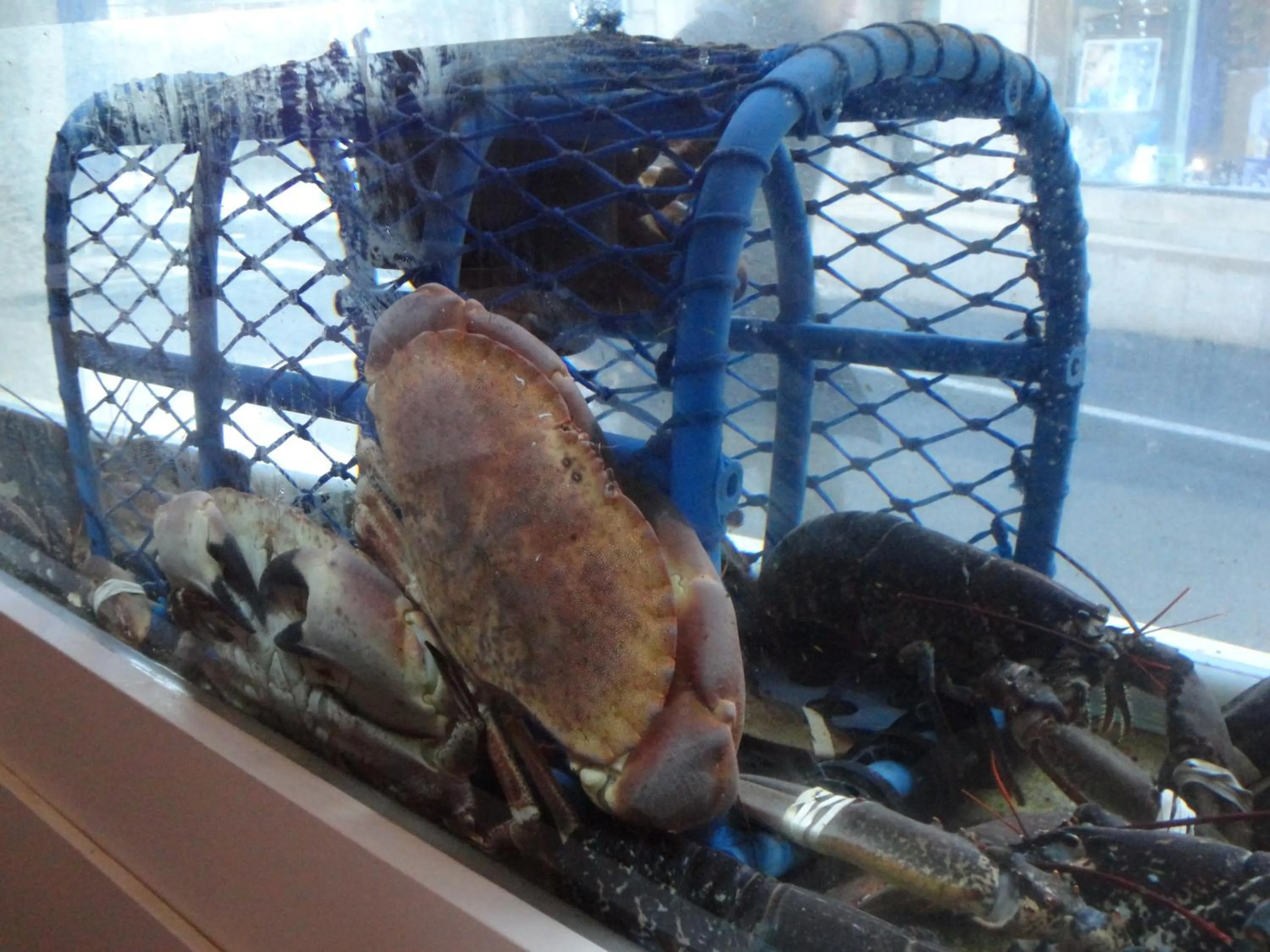 Animals in Logis Hôtel Les Chardons Bleus RESTAURANT LE BISTROT DE LA MER