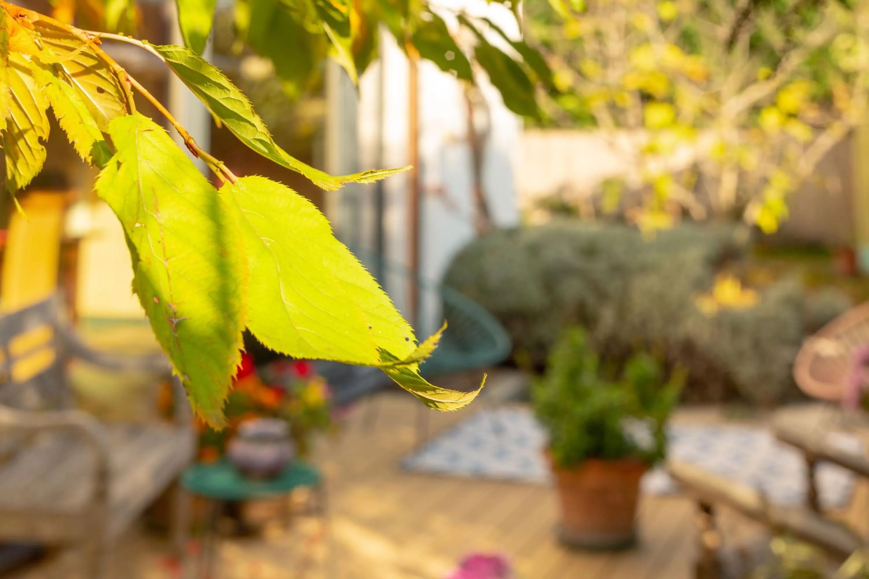 Garden in The rooms Bed & Breakfast