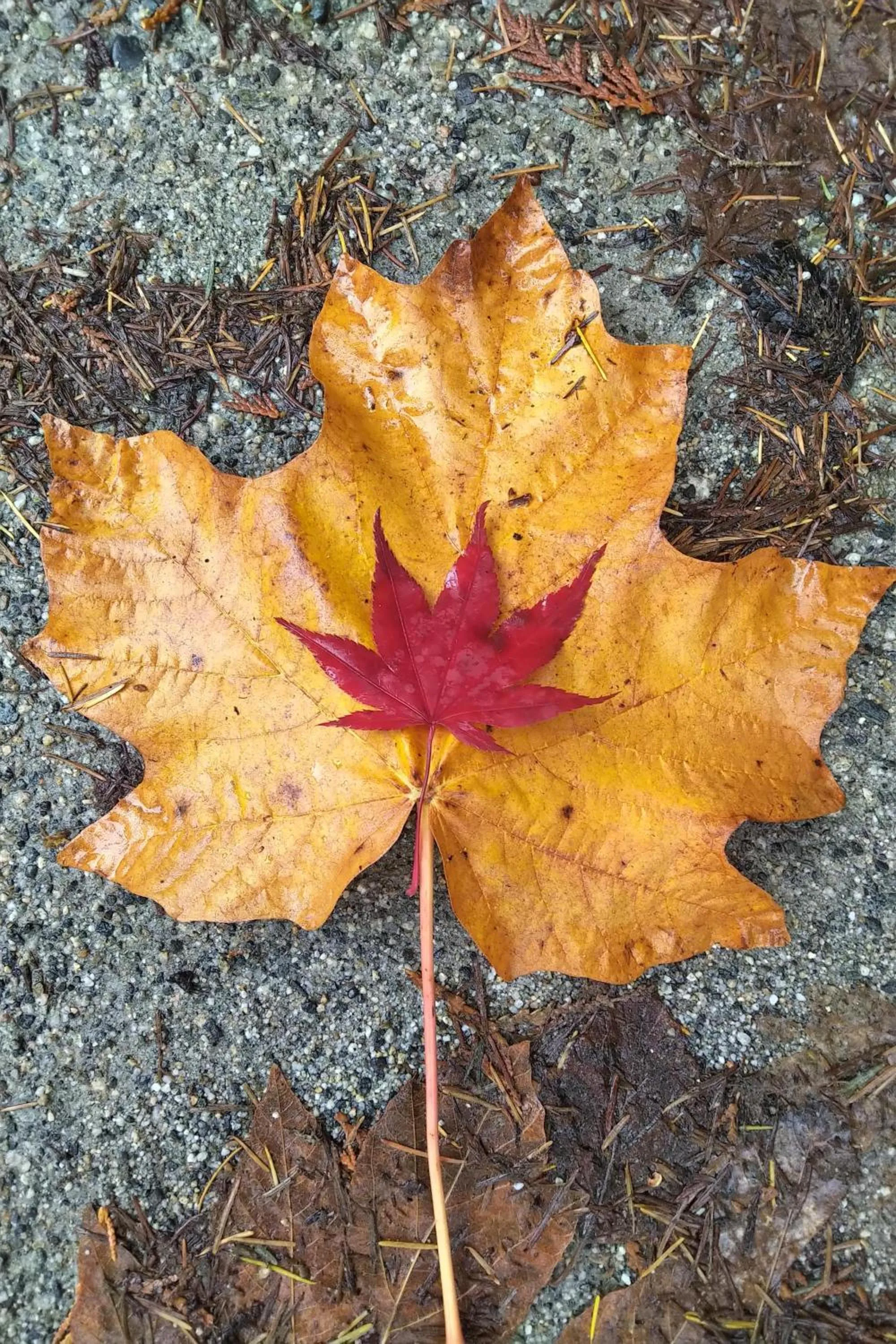 Garden in The Perch at Moon Dance