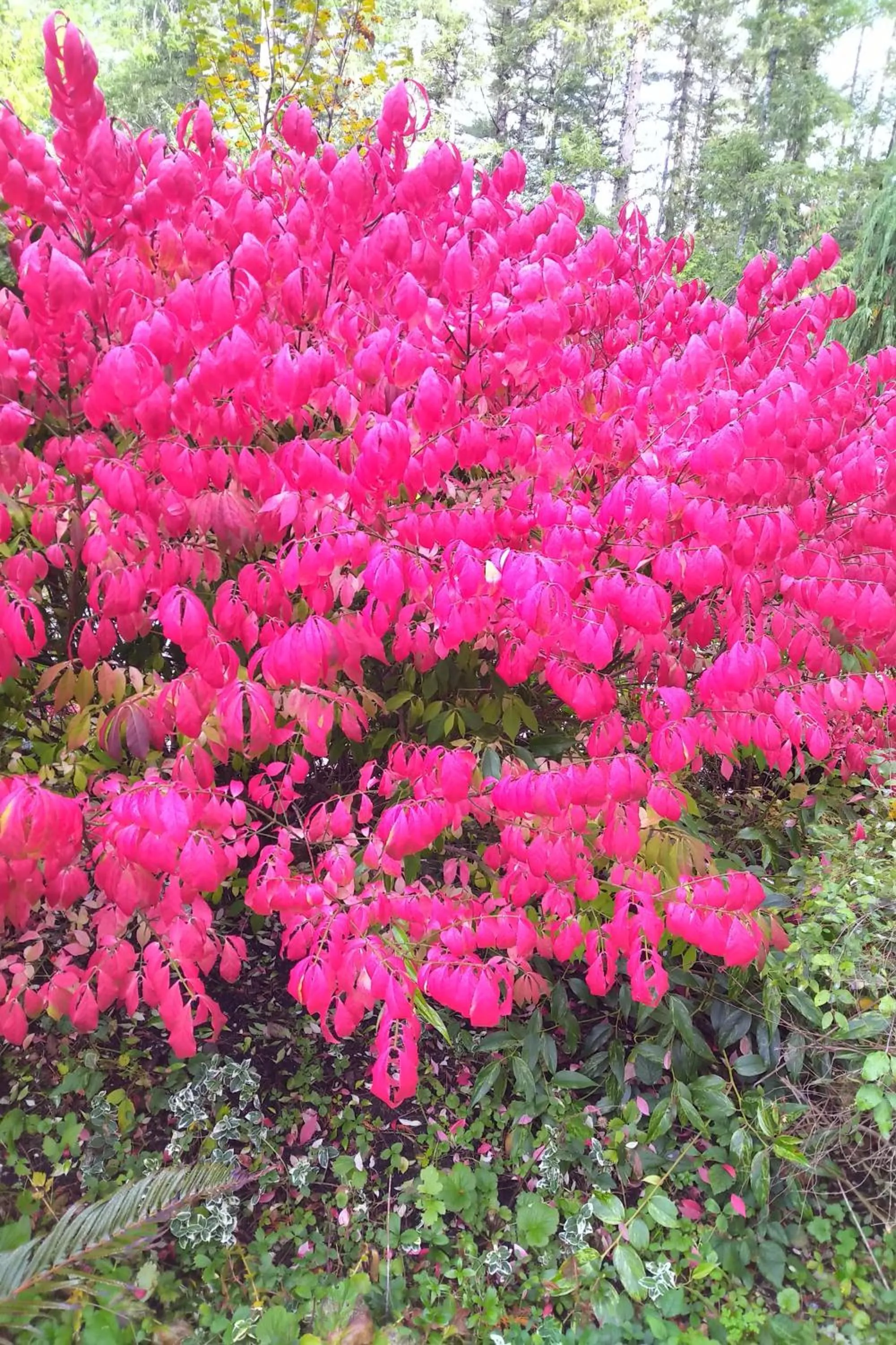 Garden in The Perch at Moon Dance