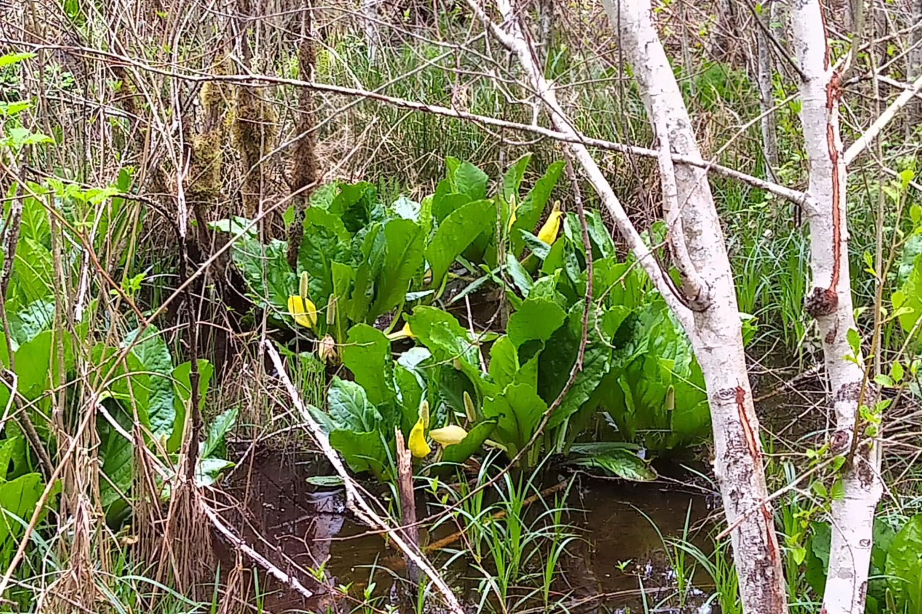 Natural landscape in The Perch at Moon Dance