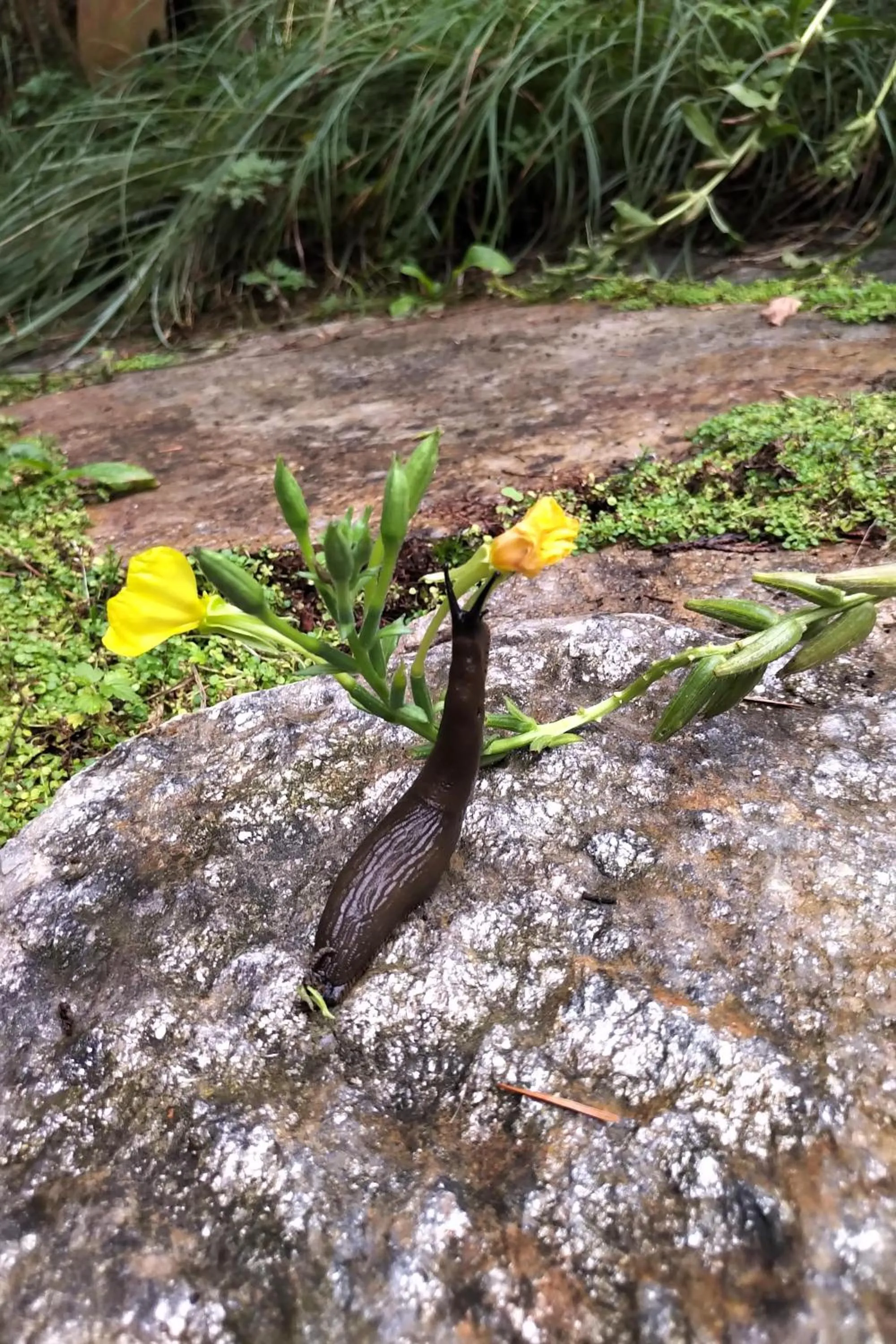 Garden in The Perch at Moon Dance