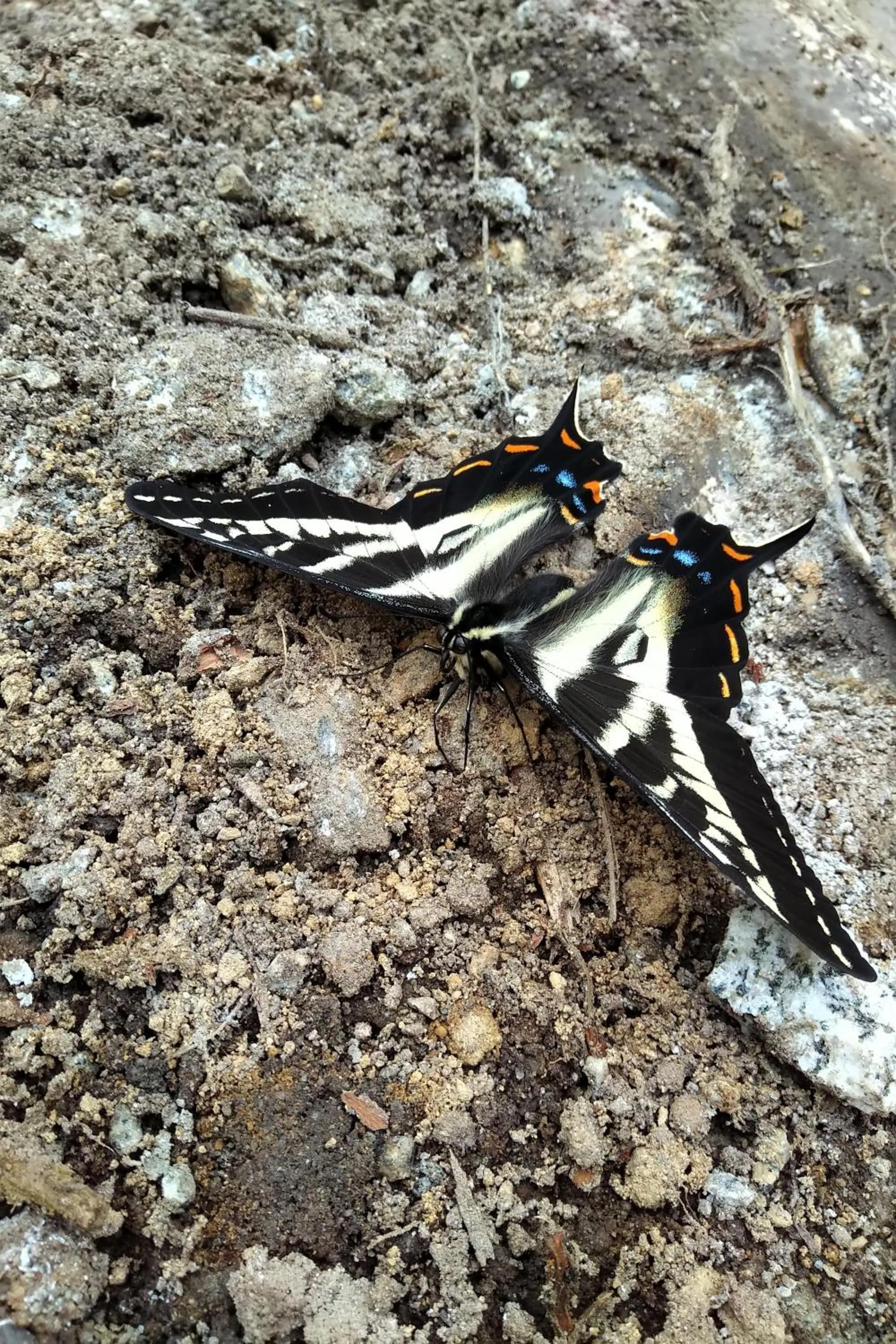 Natural landscape in The Perch at Moon Dance