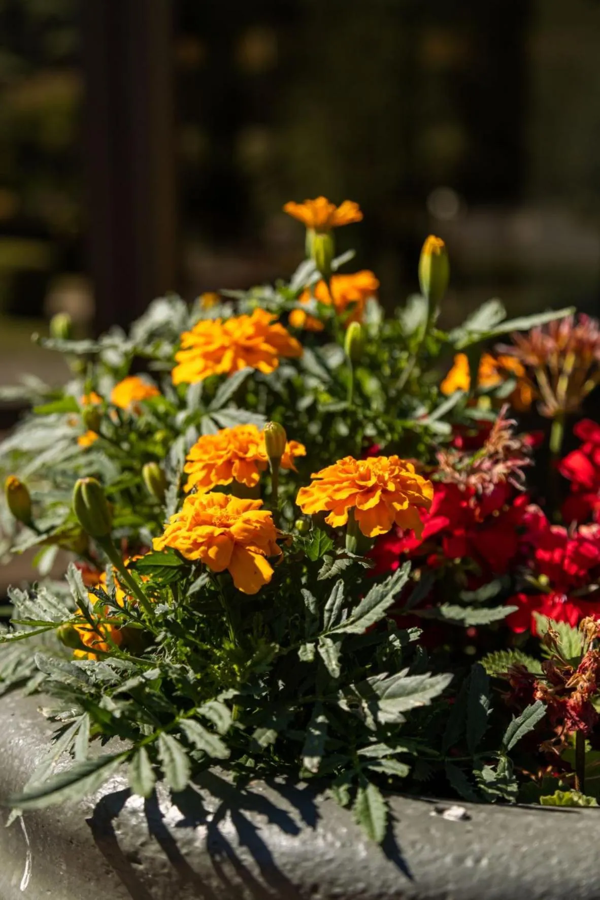 Garden in Domaine Les Sources de Dieulefit