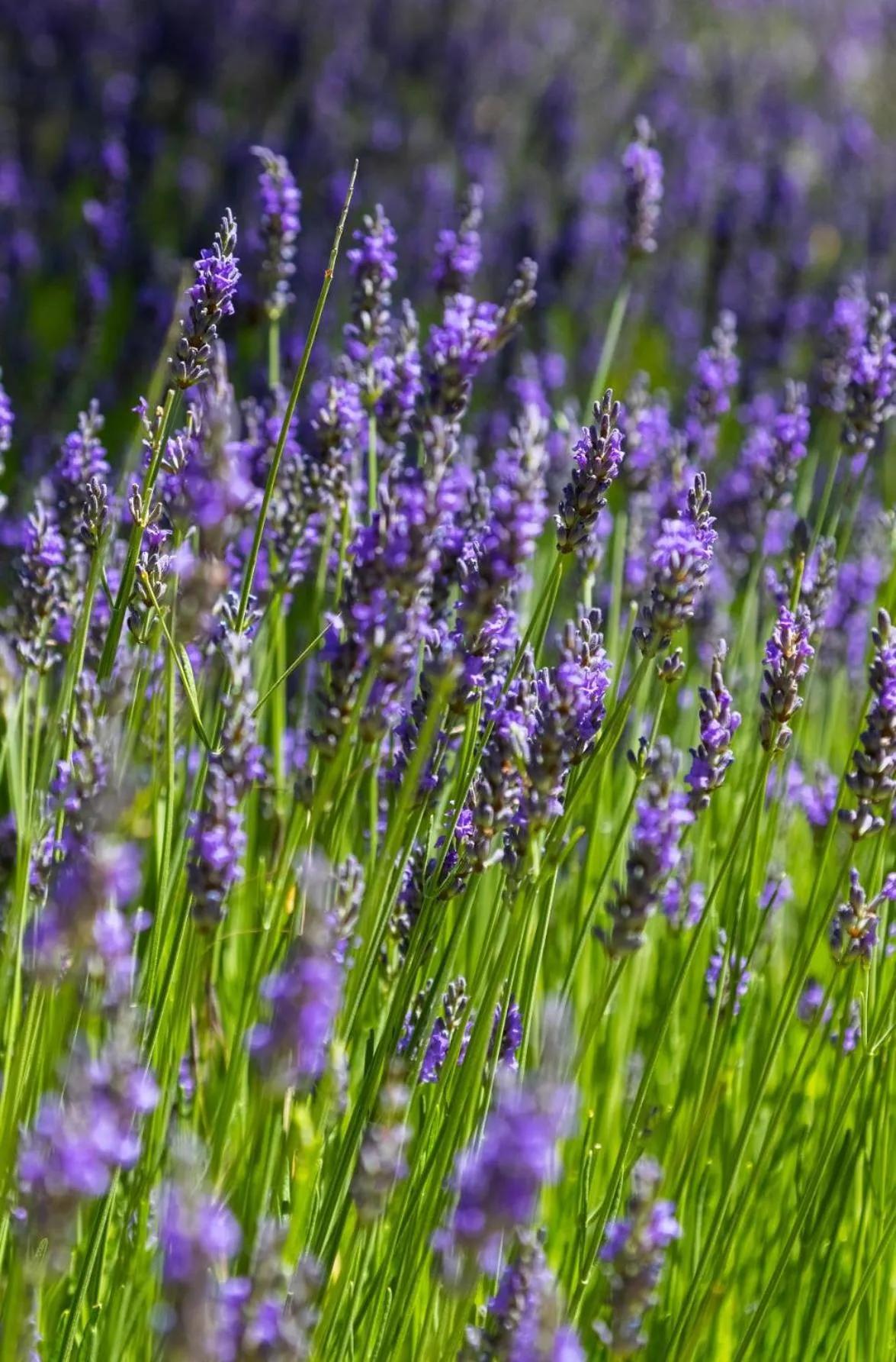 Neighbourhood in Domaine Les Sources de Dieulefit