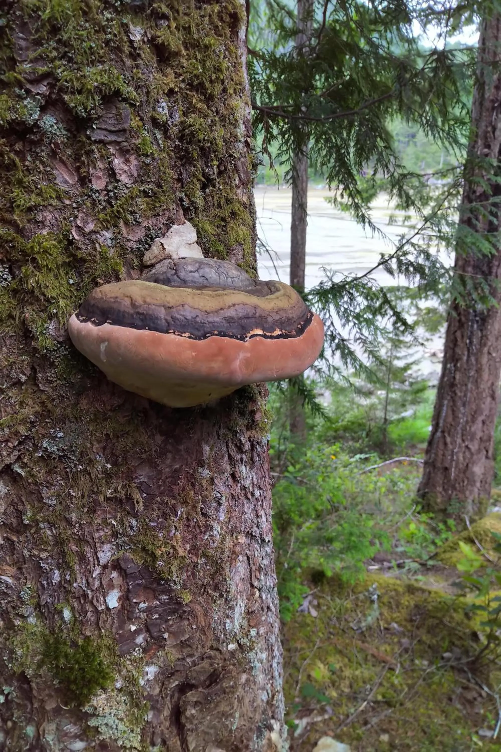 Natural landscape in The Cabin at Moon Dance