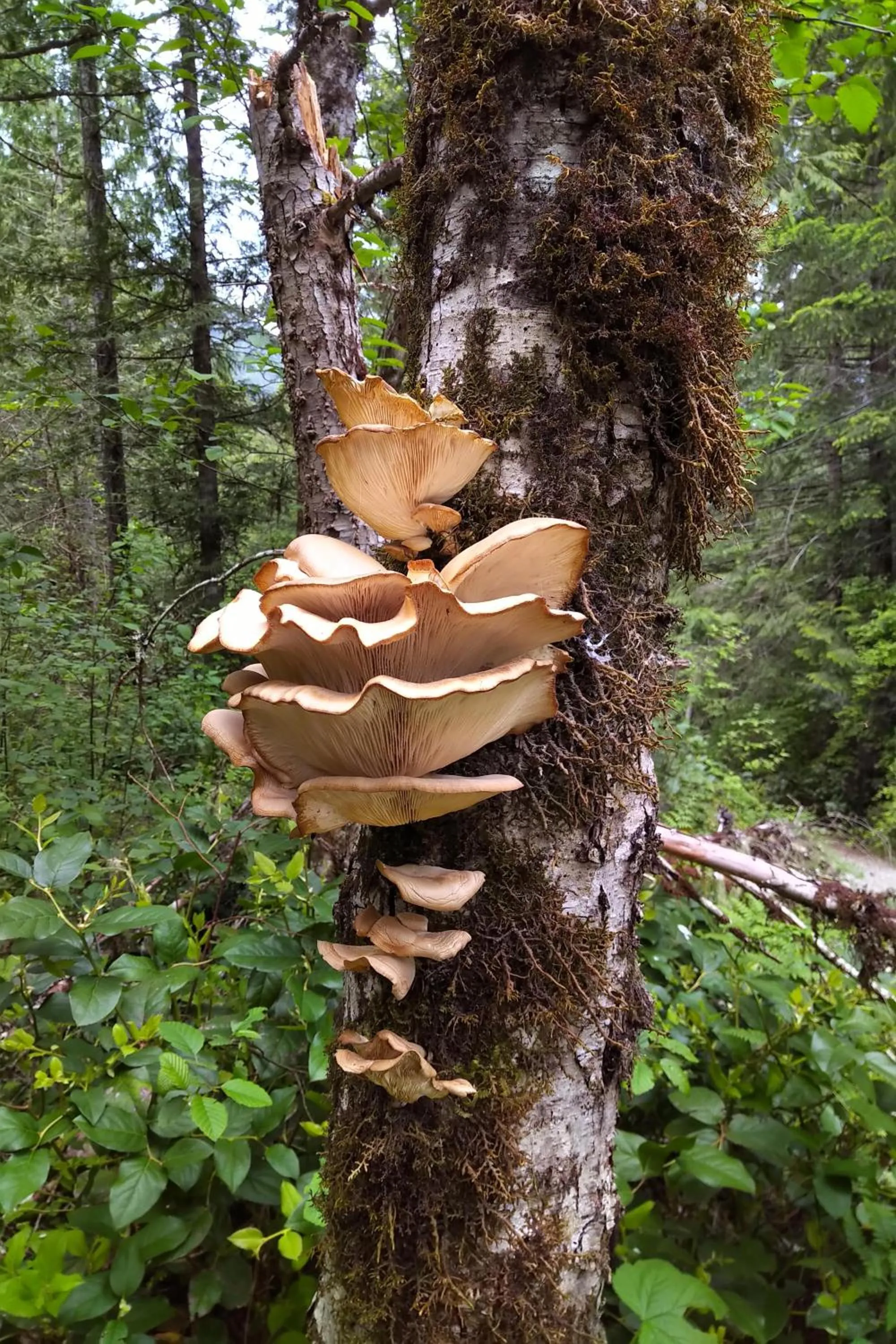 Natural landscape in The Cabin at Moon Dance