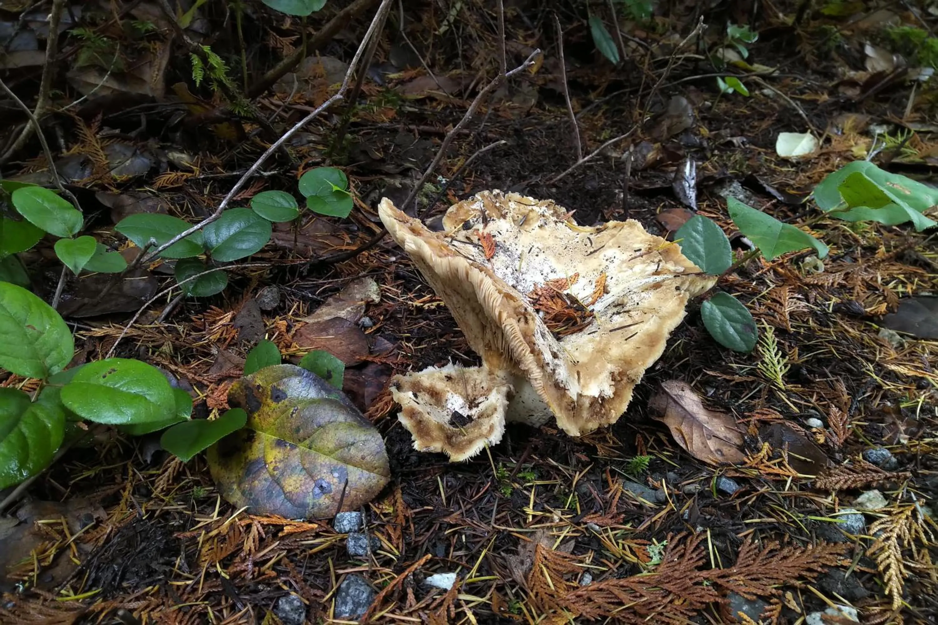 Natural landscape in The Cabin at Moon Dance