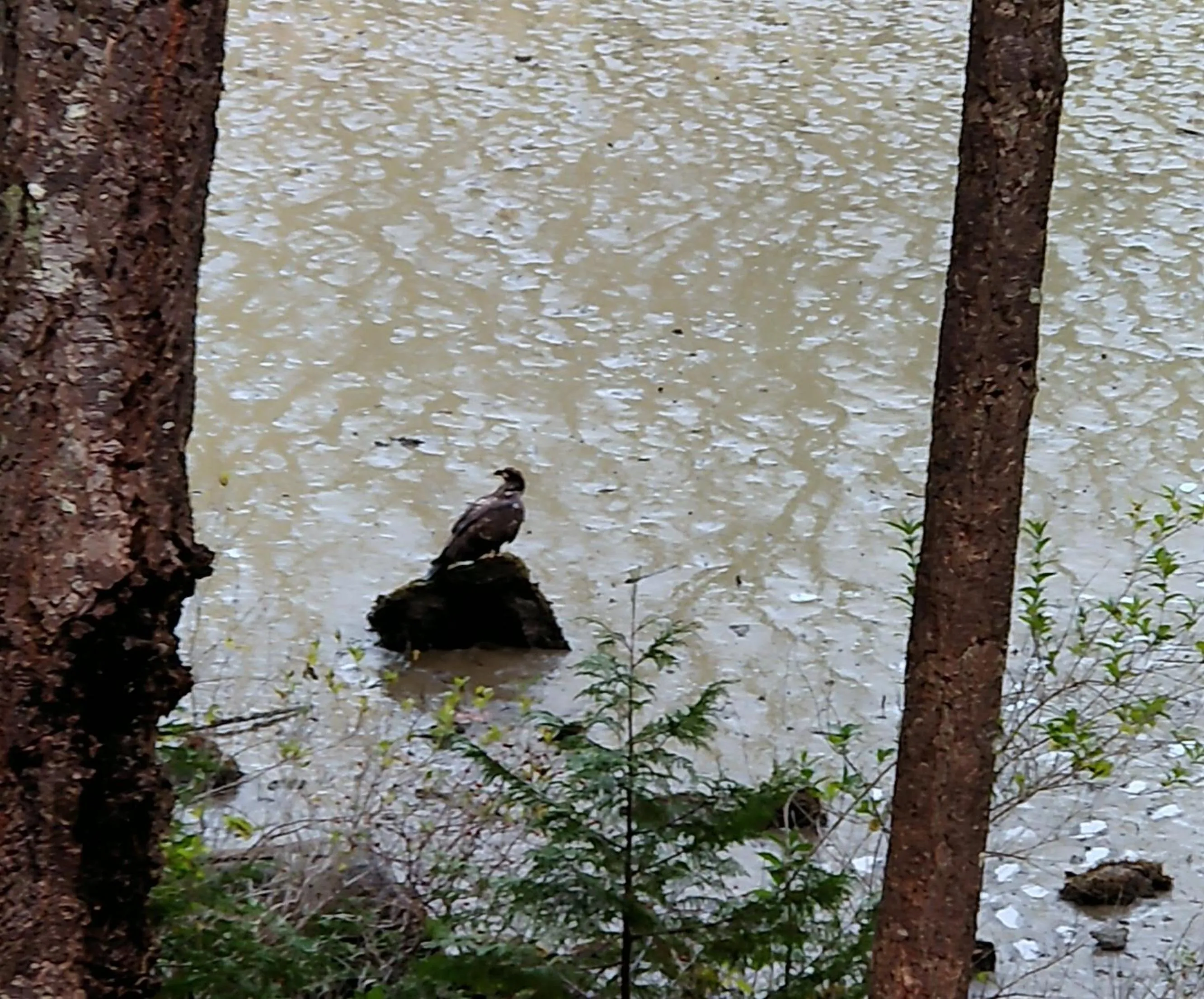 Garden in The Cabin at Moon Dance