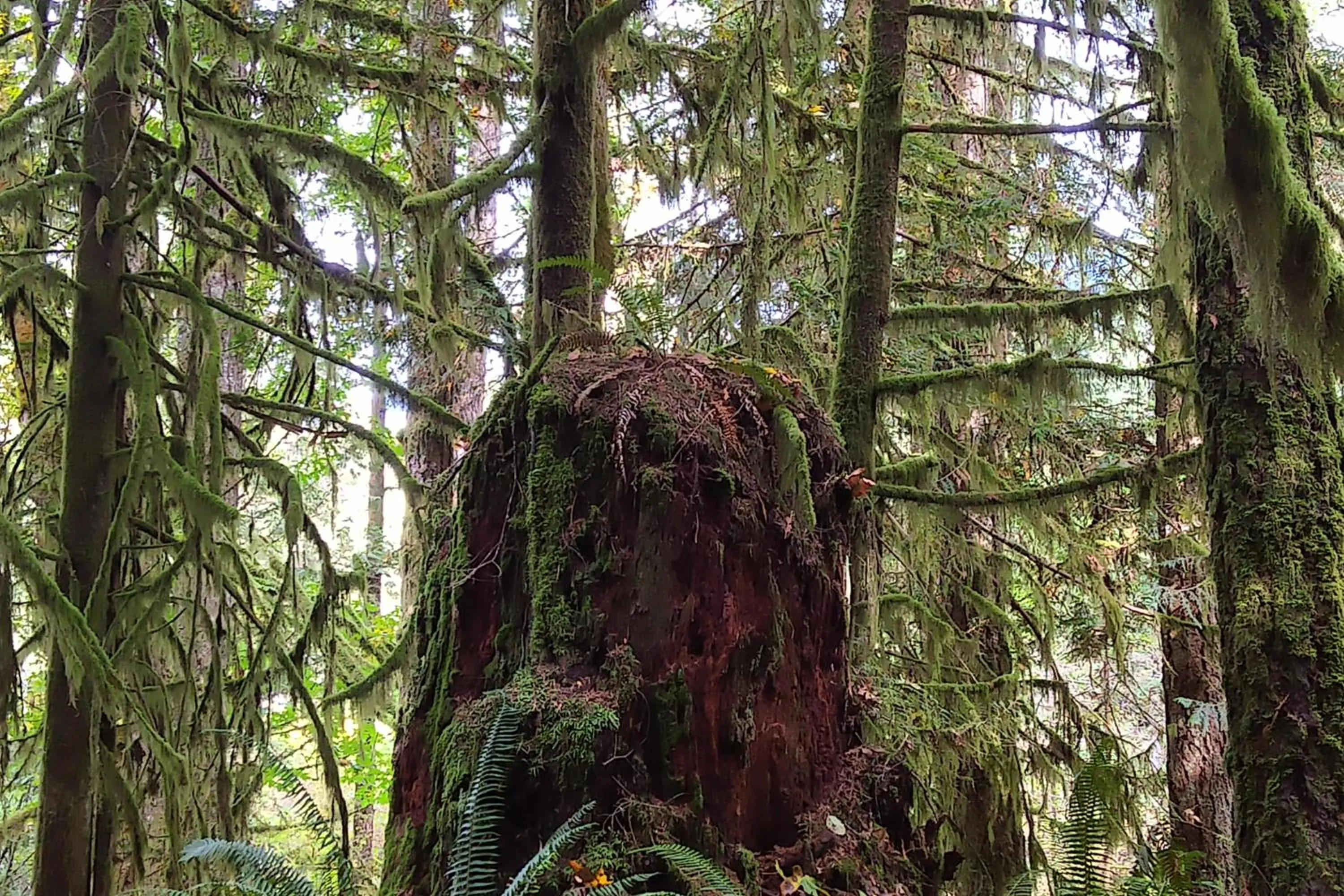 Garden in The Cabin at Moon Dance