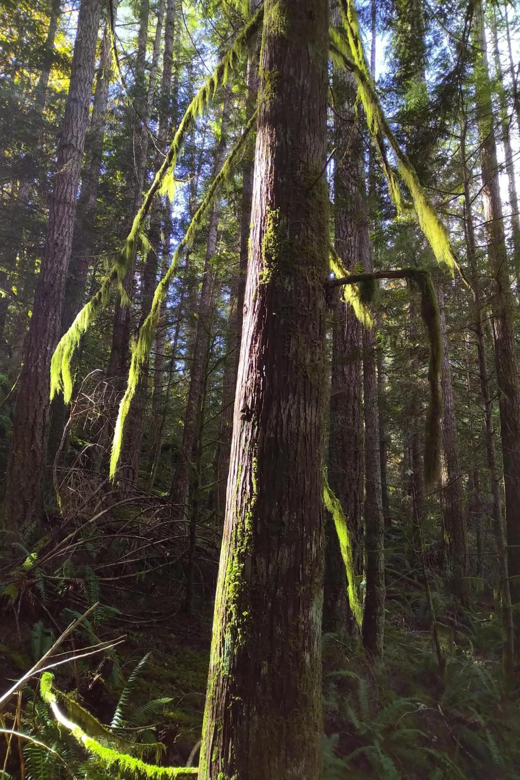 Natural landscape in The Cabin at Moon Dance