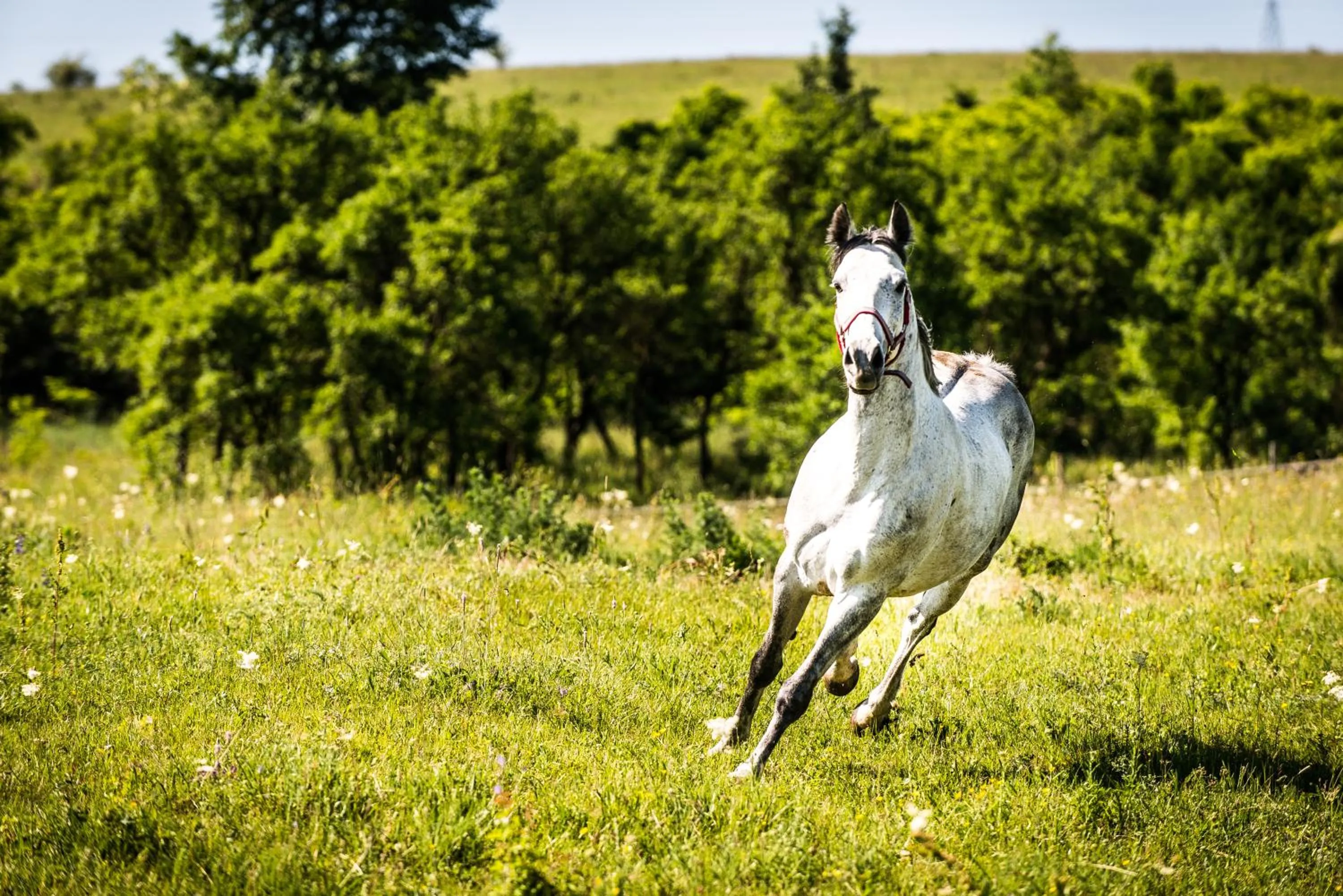 Animals in Conacul Archia