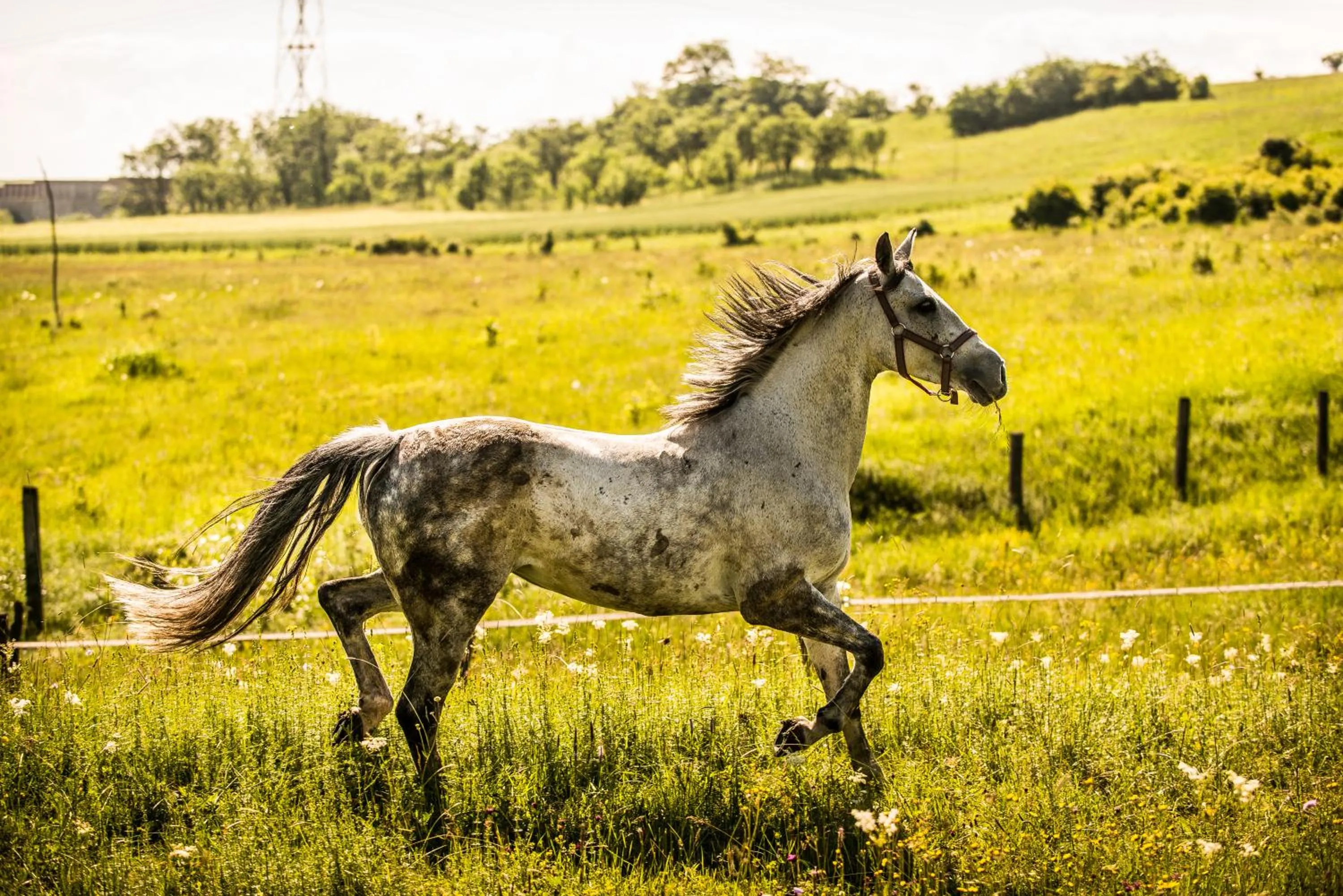 Animals in Conacul Archia