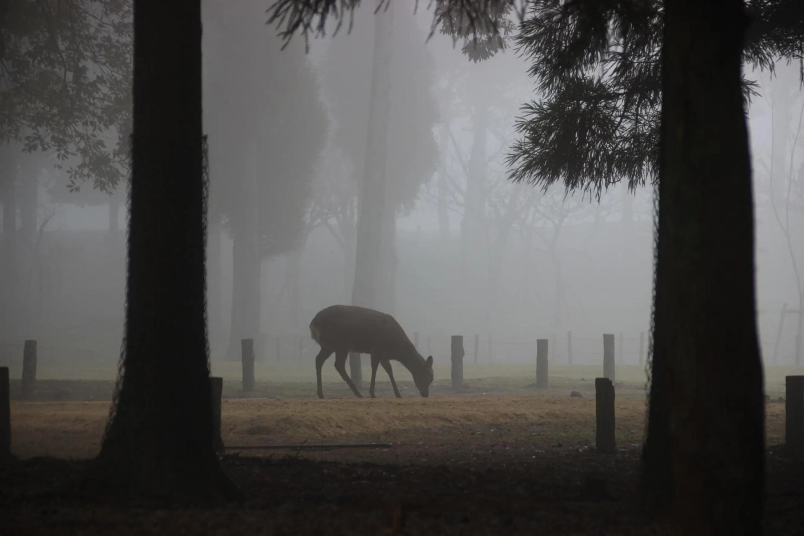 Animals in HARUYA Naramachi