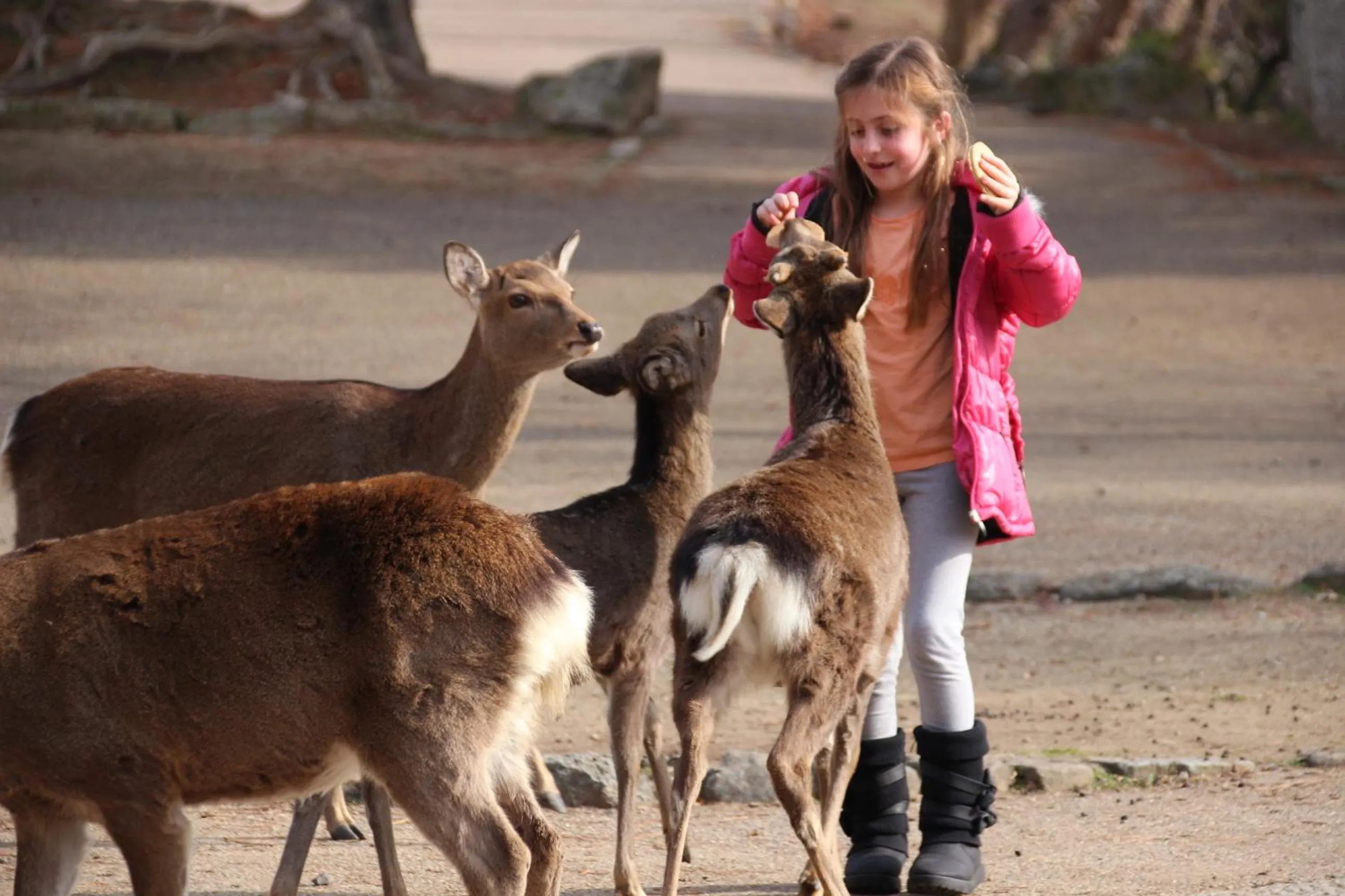 Other in HARUYA Naramachi