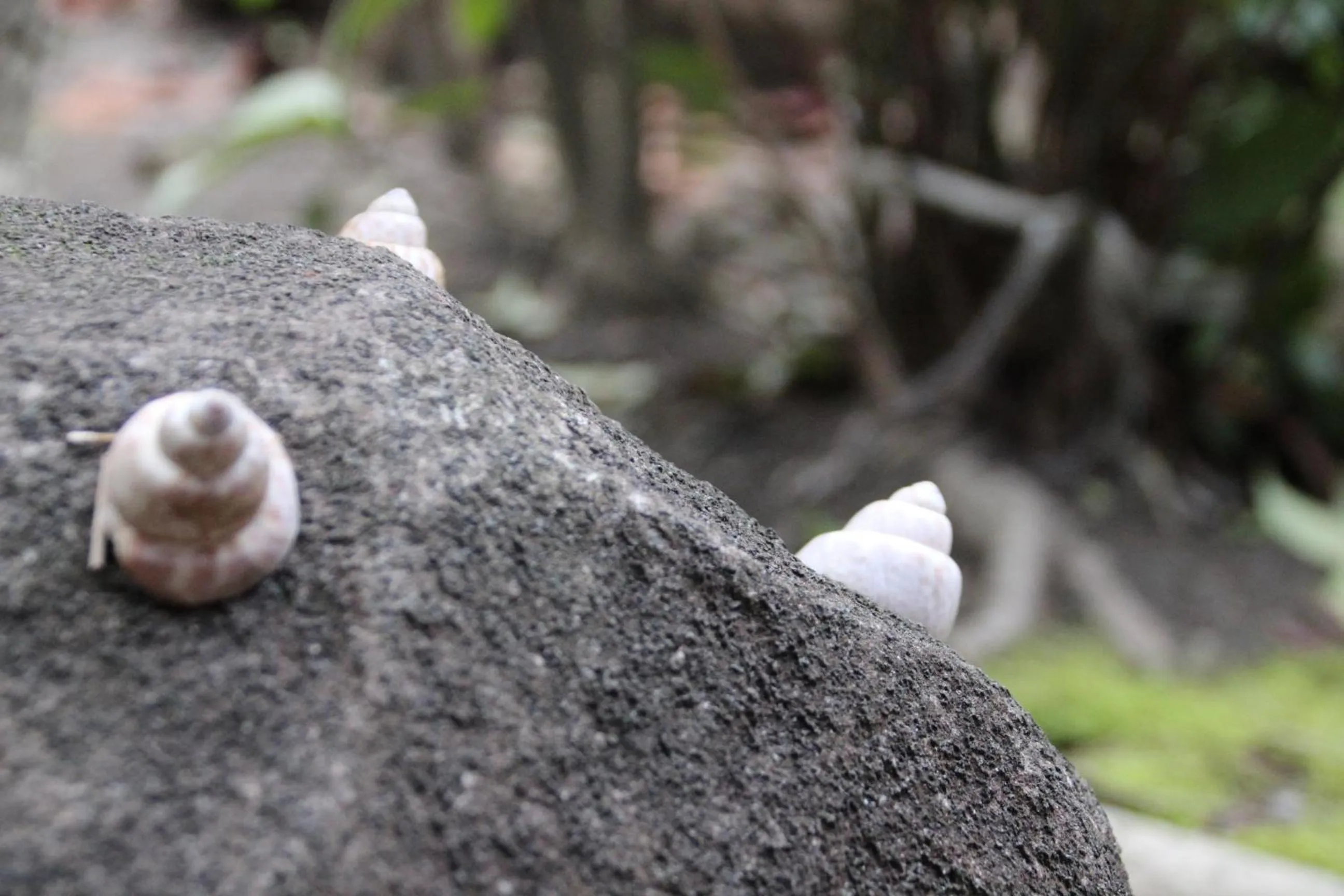 Garden in HARUYA Naramachi